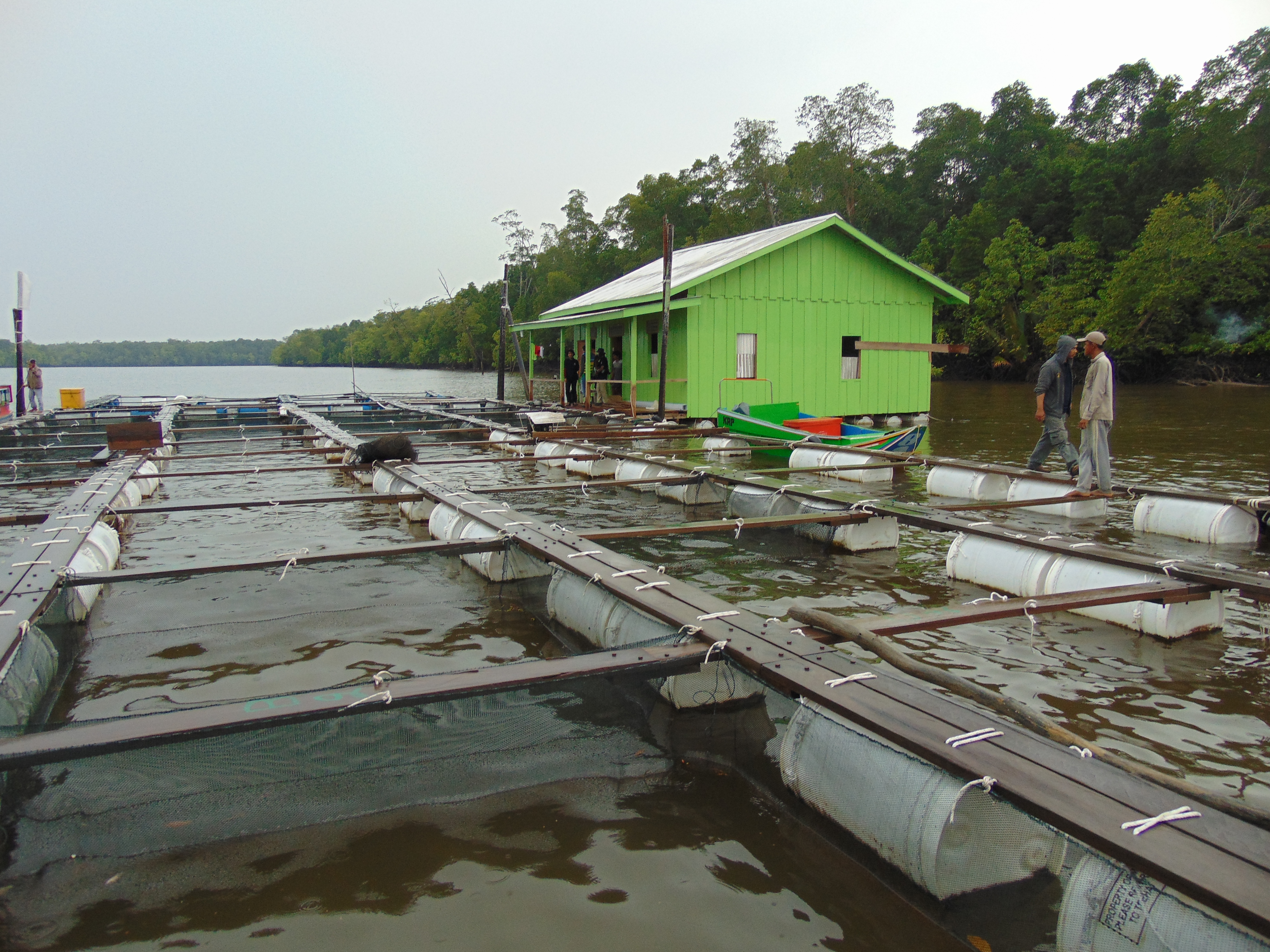 KKP Dorong Pemda Maksimalkan Potensi Tambak Masyarakat