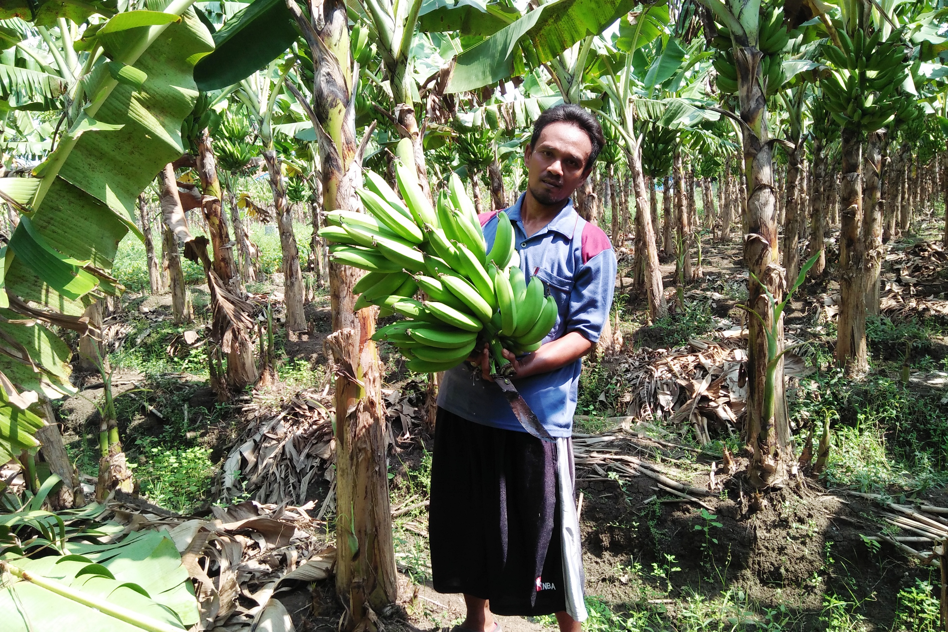 Petani Desa Kedungneng Kecamatan Losari Kabuopaten Brebes Jateng, memperlihatkan pisang hasil kebunnya.