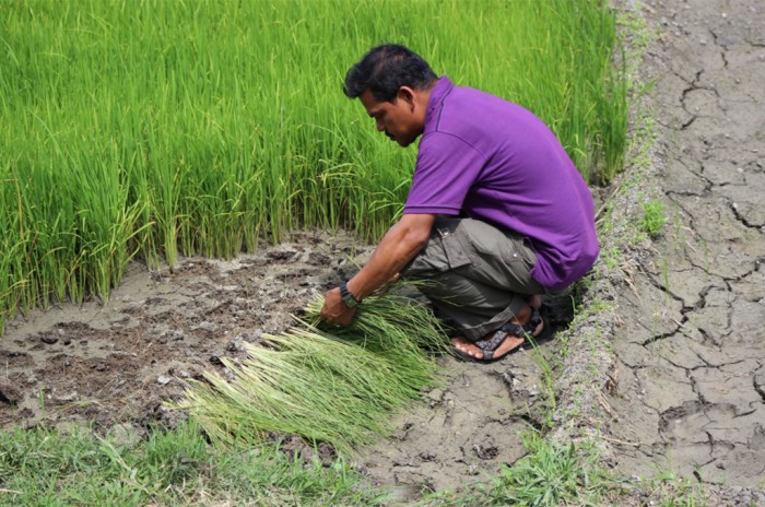 Lahan sawah yamg terjadi kekeringan di Kabupaten Pidie, beberapa waktu lalu.