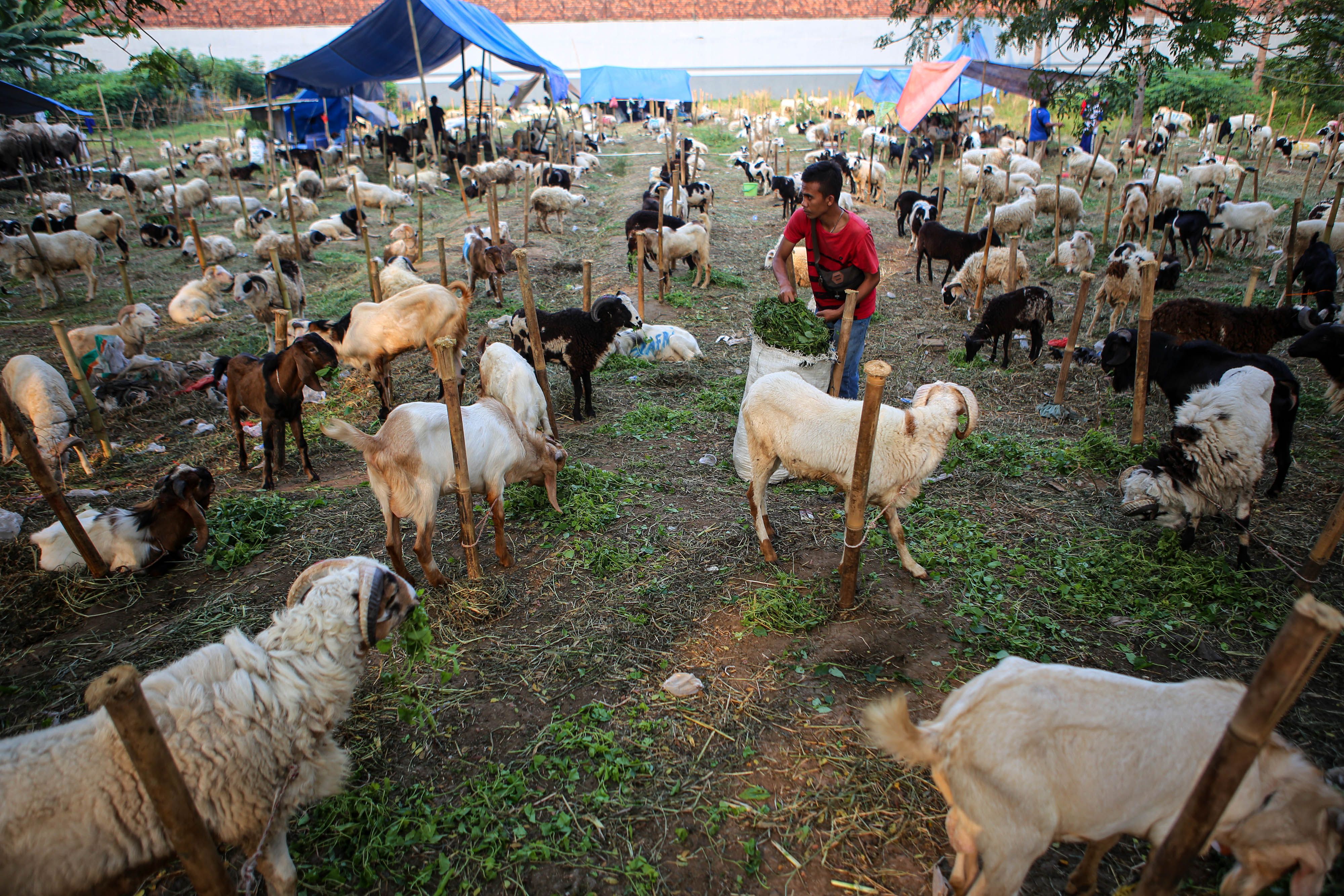 Ini yang Harus Diperhatikan saat Memilih Hewan Kurban