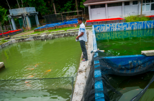 Pekerja memberi pakan ikan mas di UPTD Perikanan budi daya ikan air tawar di Kecamatan Kalanganyar, Lebak, Banten, Rabu (30/12/2020).