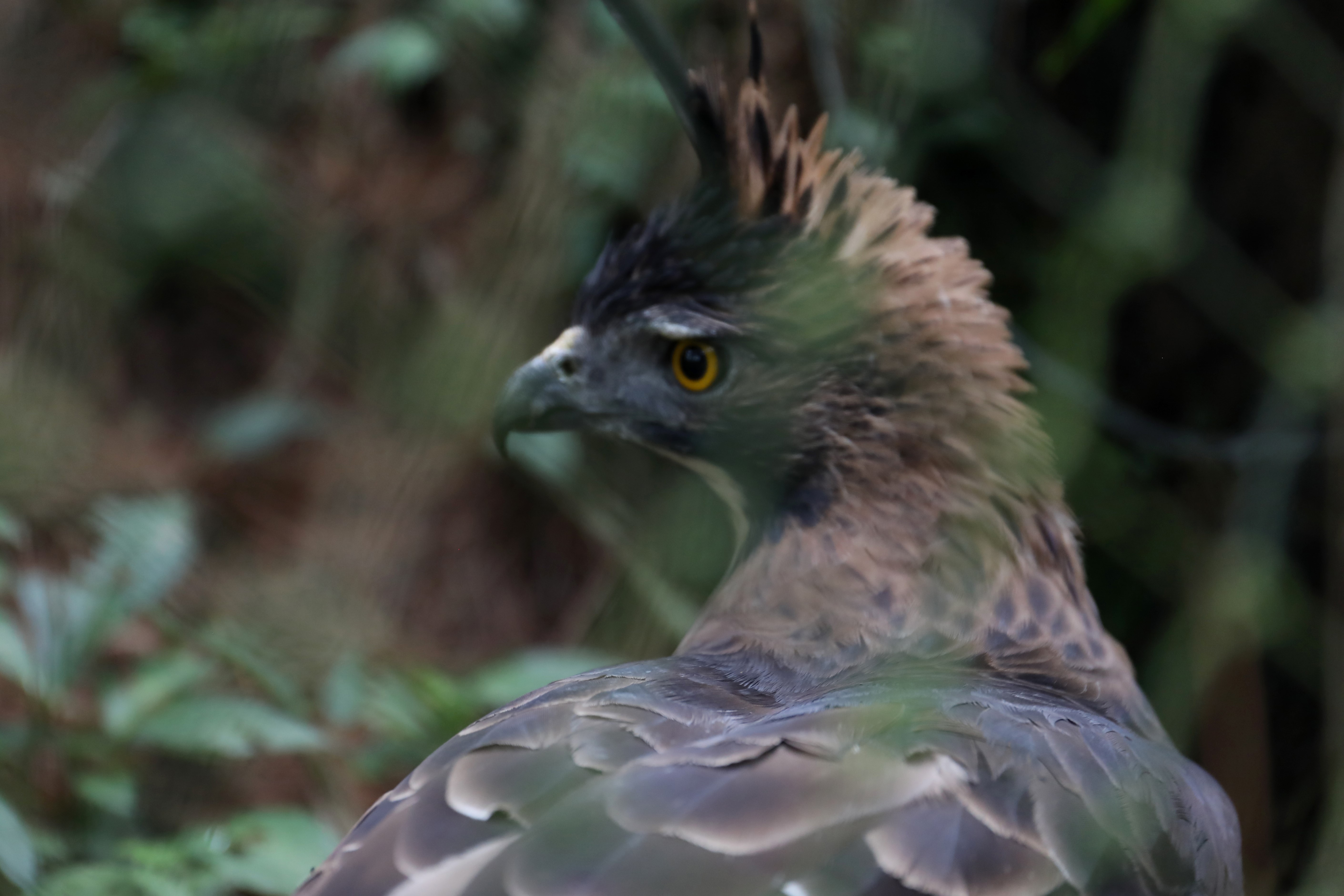 Elang jawa di Pusat Suaka Satwa Elang Jawa (PPSEJ) Loji, Kabupaten Bogor, Jawa Barat. 