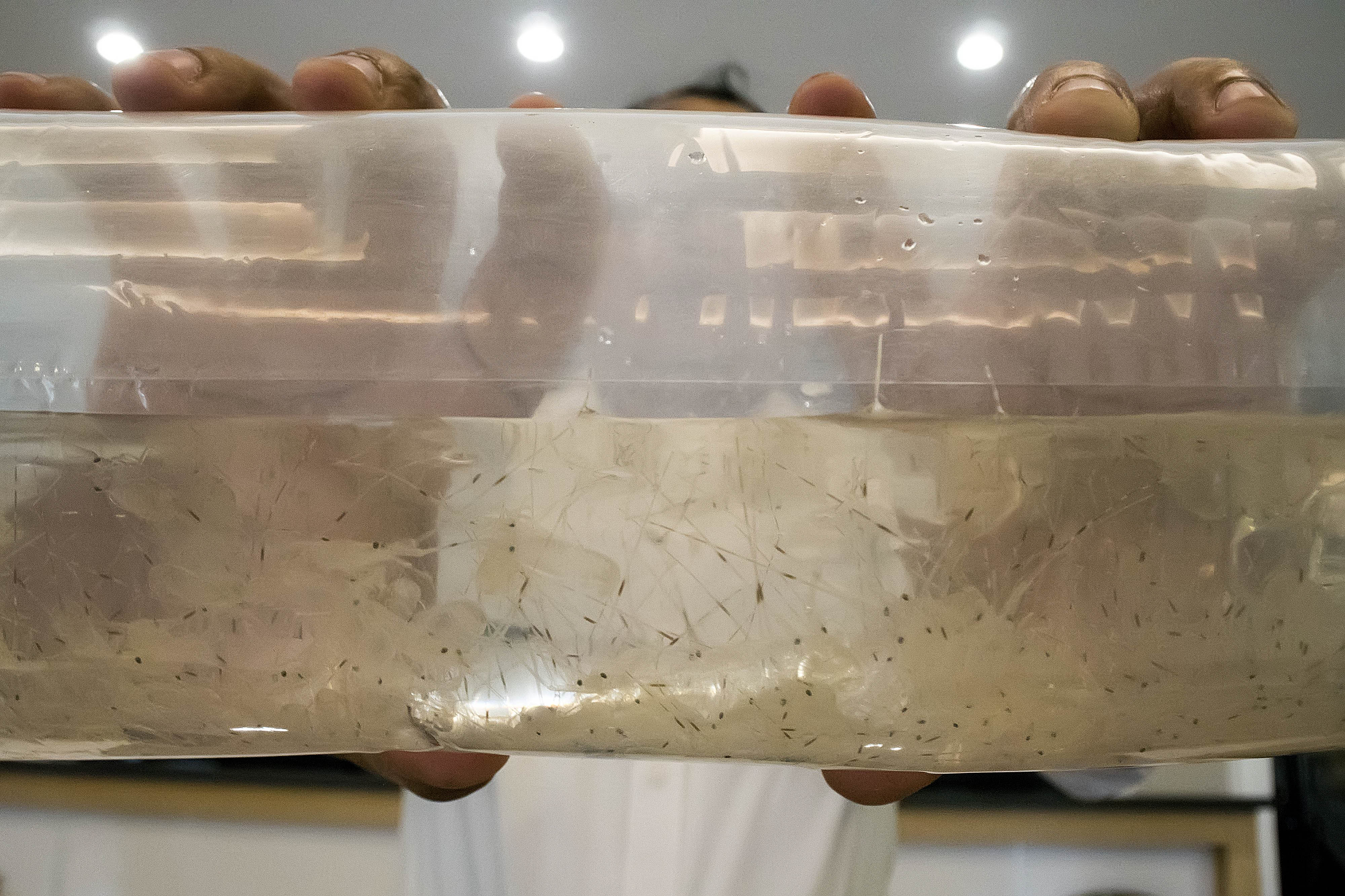 Benih bening lobster (BBL)