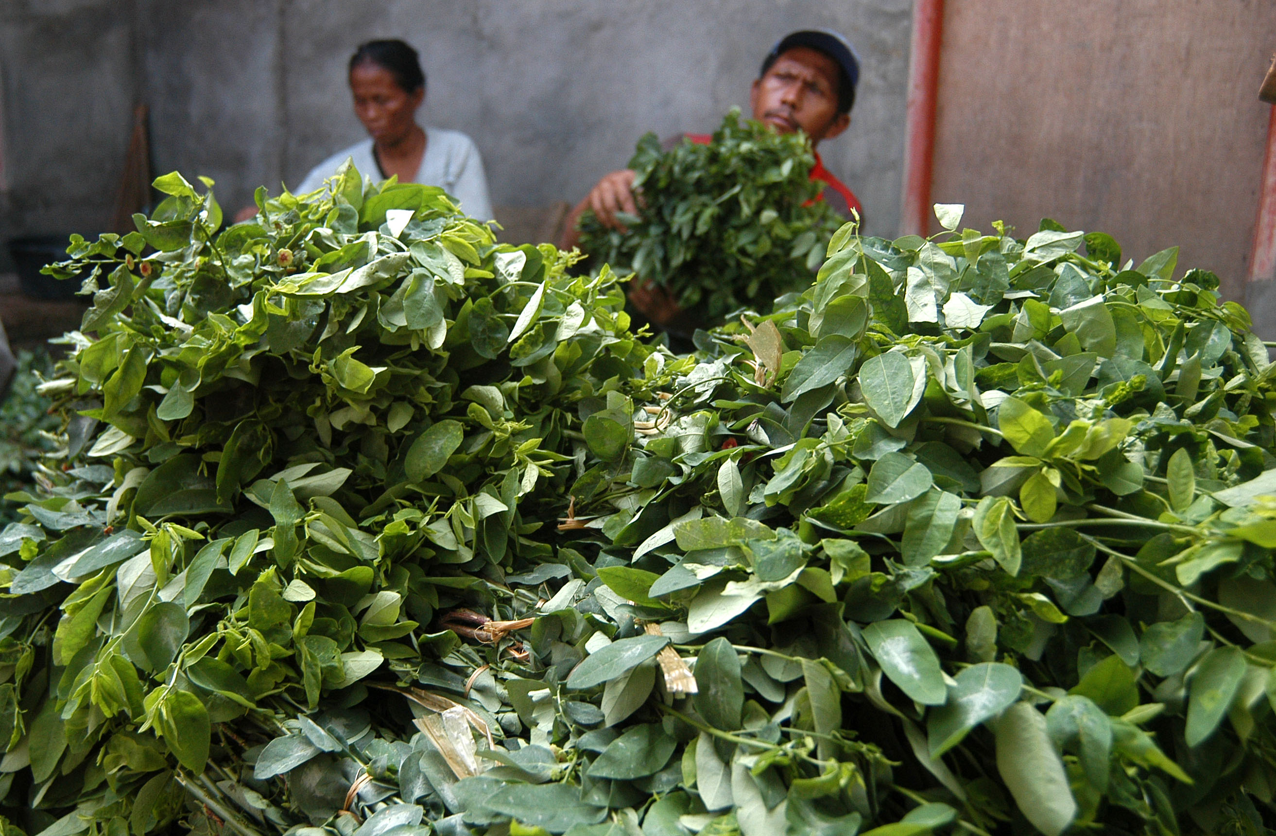 Petani mengikat daun Katuk