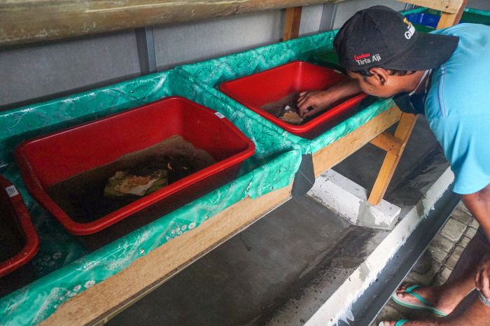 Bandung Mulai Manfaatkan Maggot untuk Mengurai Sampah Organik