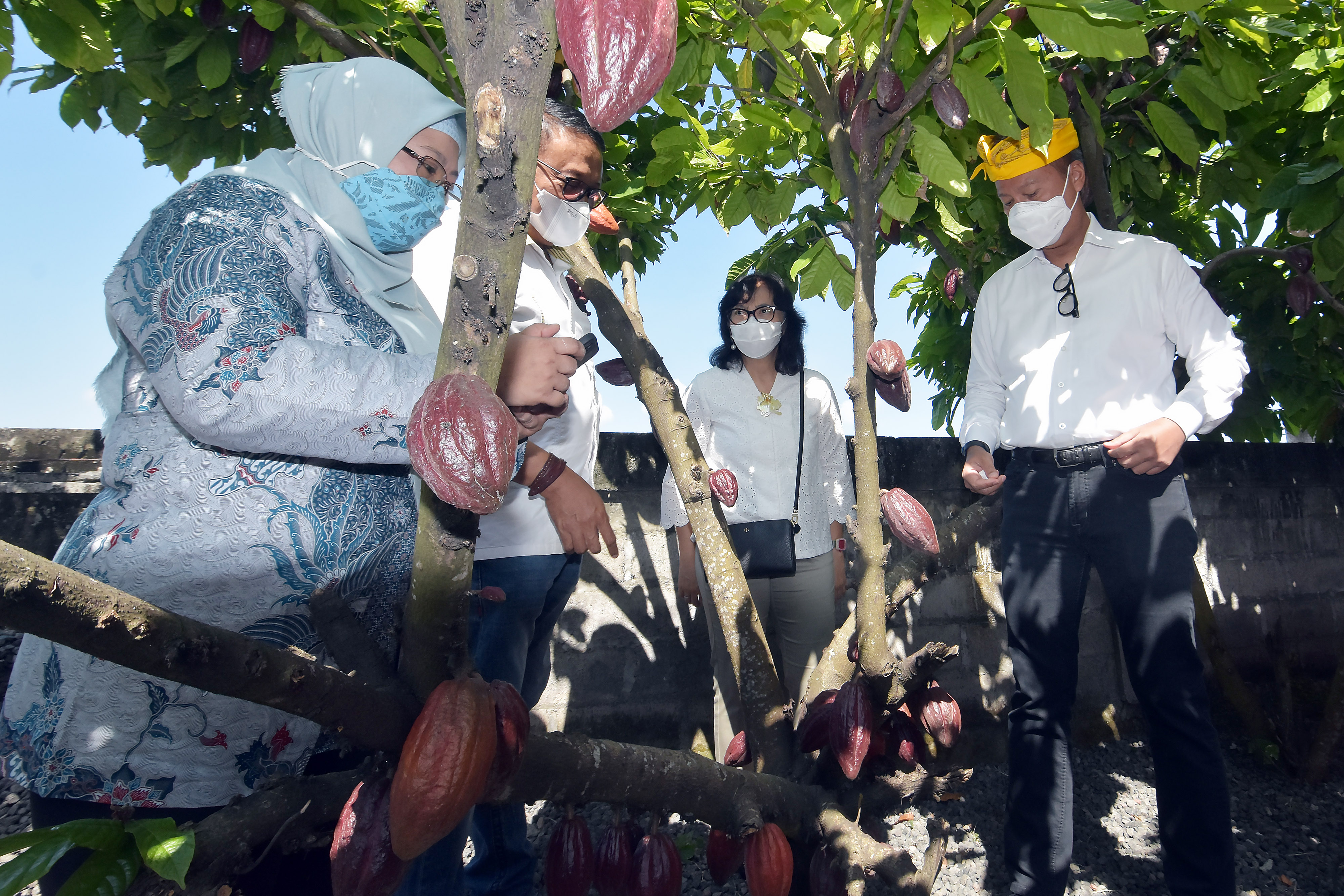 Ilustrasi pohon kakao