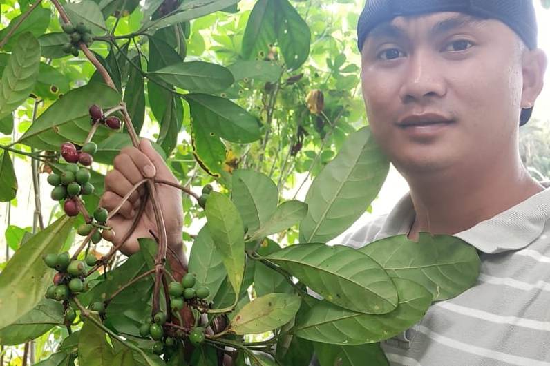 Mengulik Riwayat Kopi Pedalaman Meratus