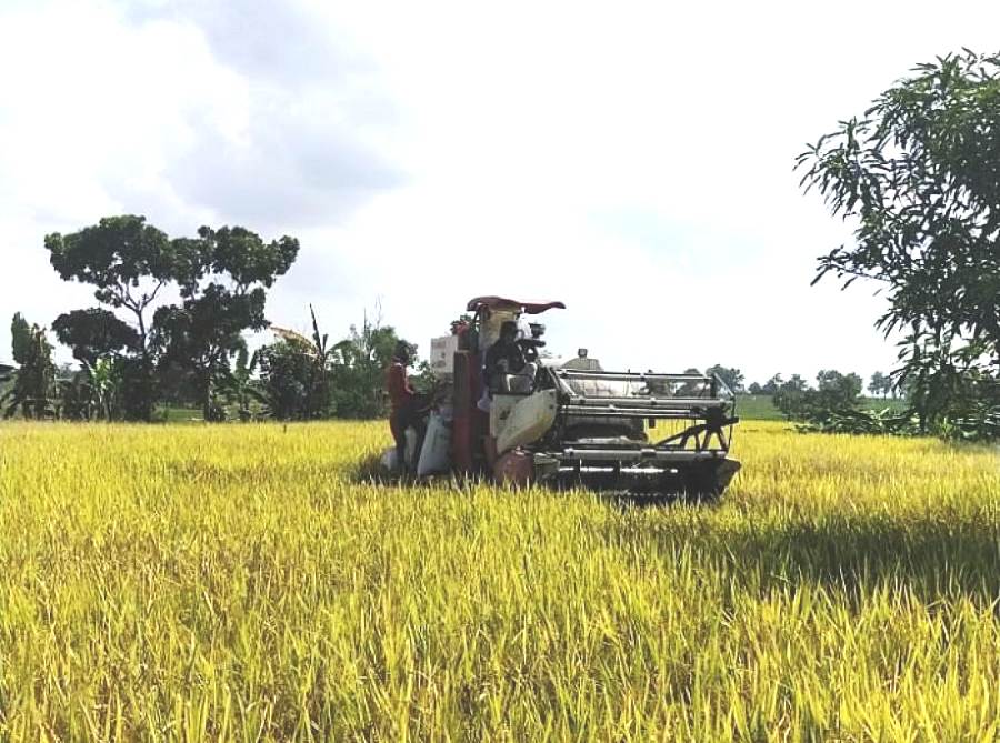 Panen Padi Melimpah 4 Kali Setahun Berkat Program OPIP Kementan
