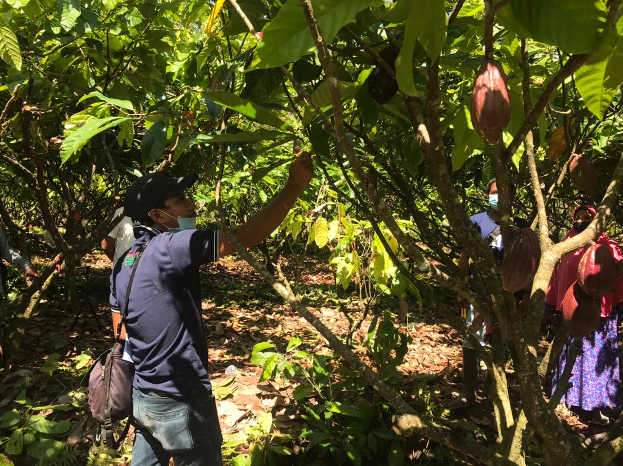 Program READSI diharapkan bisa memaksimalkan sejumlah komoditas di Luwu, Sulsel, termasuk kakao.