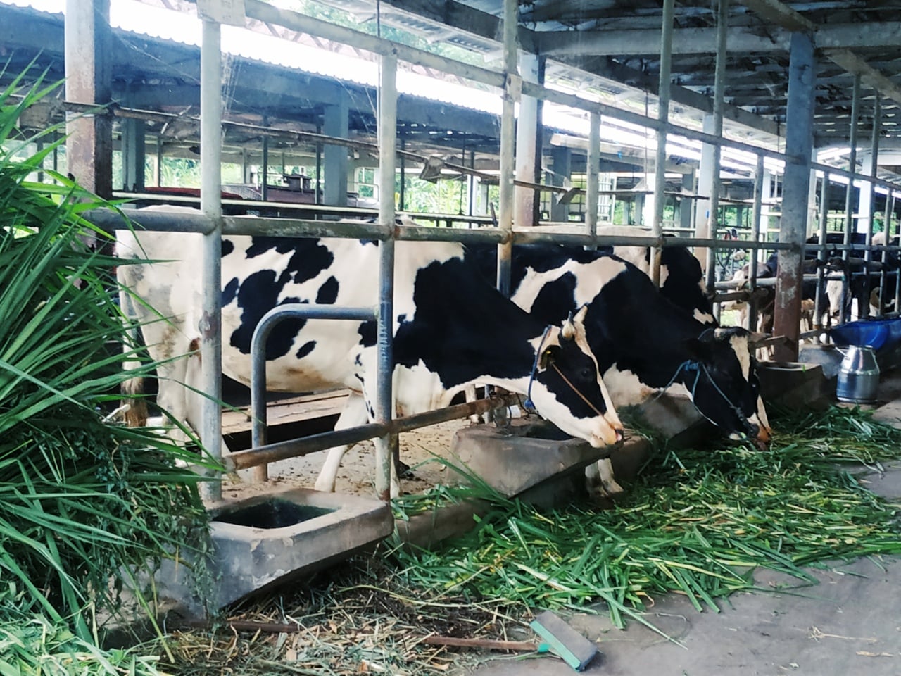 Peternak sapi di Lereng Merapi