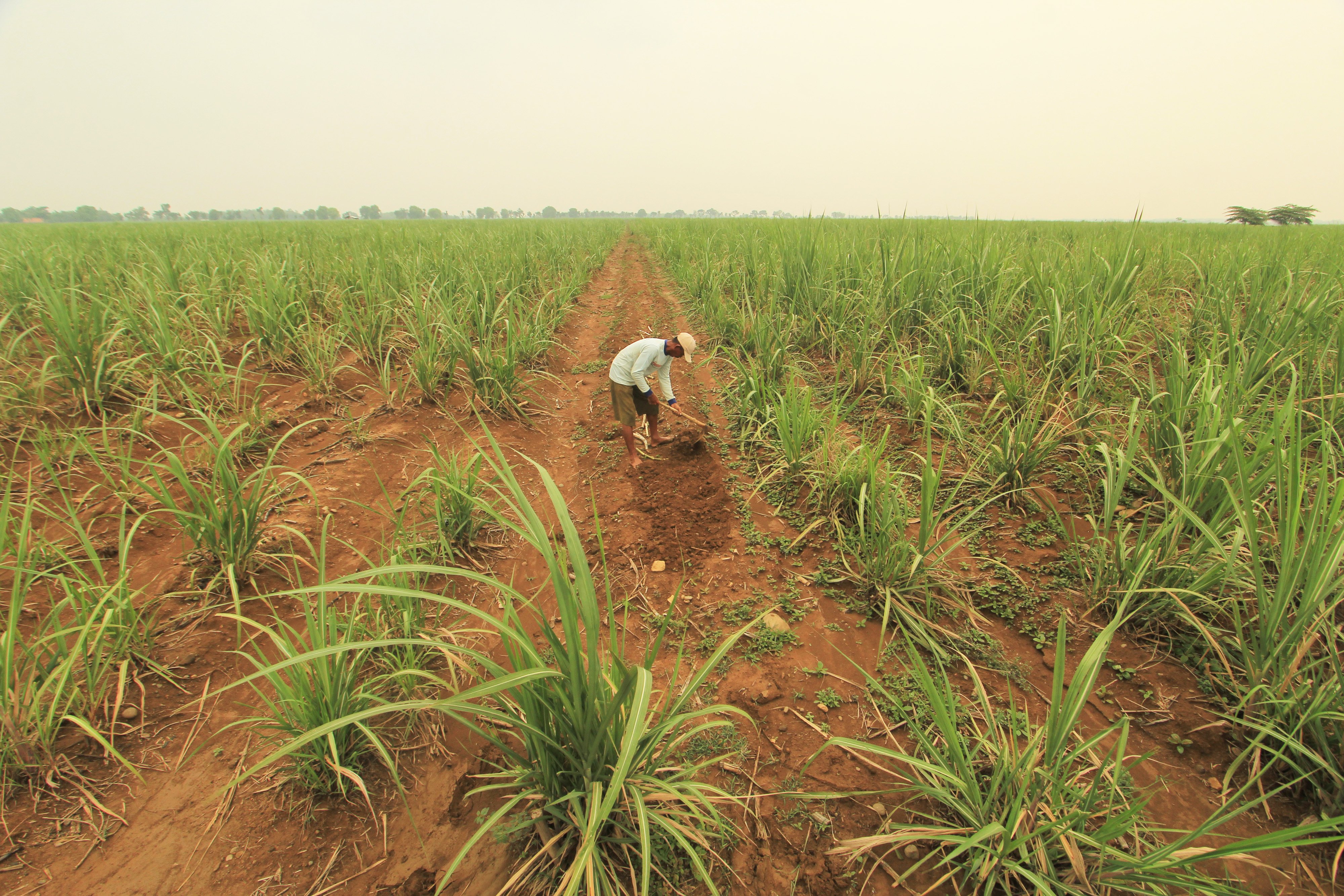 Petani menggarap lahan tebu