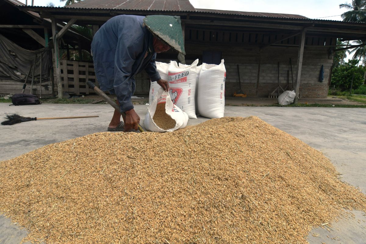 Kenaikan NTP, Angin Segar Terhadap Optimisme Baru Sektor Pertanian