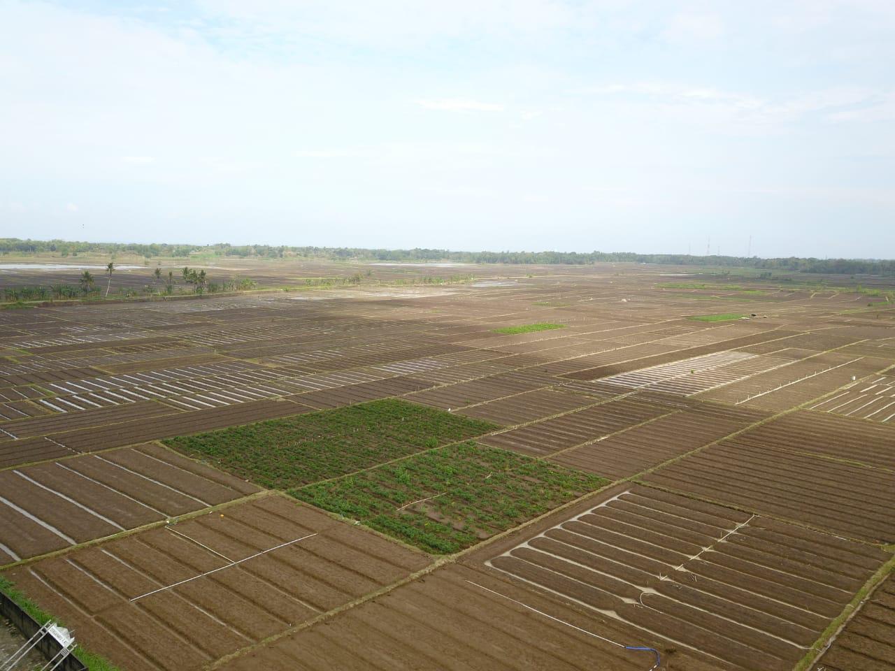 Kementan terus mengembangkan food estate di Kalimantan, Nusa Tenggara Timur, dan Sumatera, serta di Pulau Jawa.