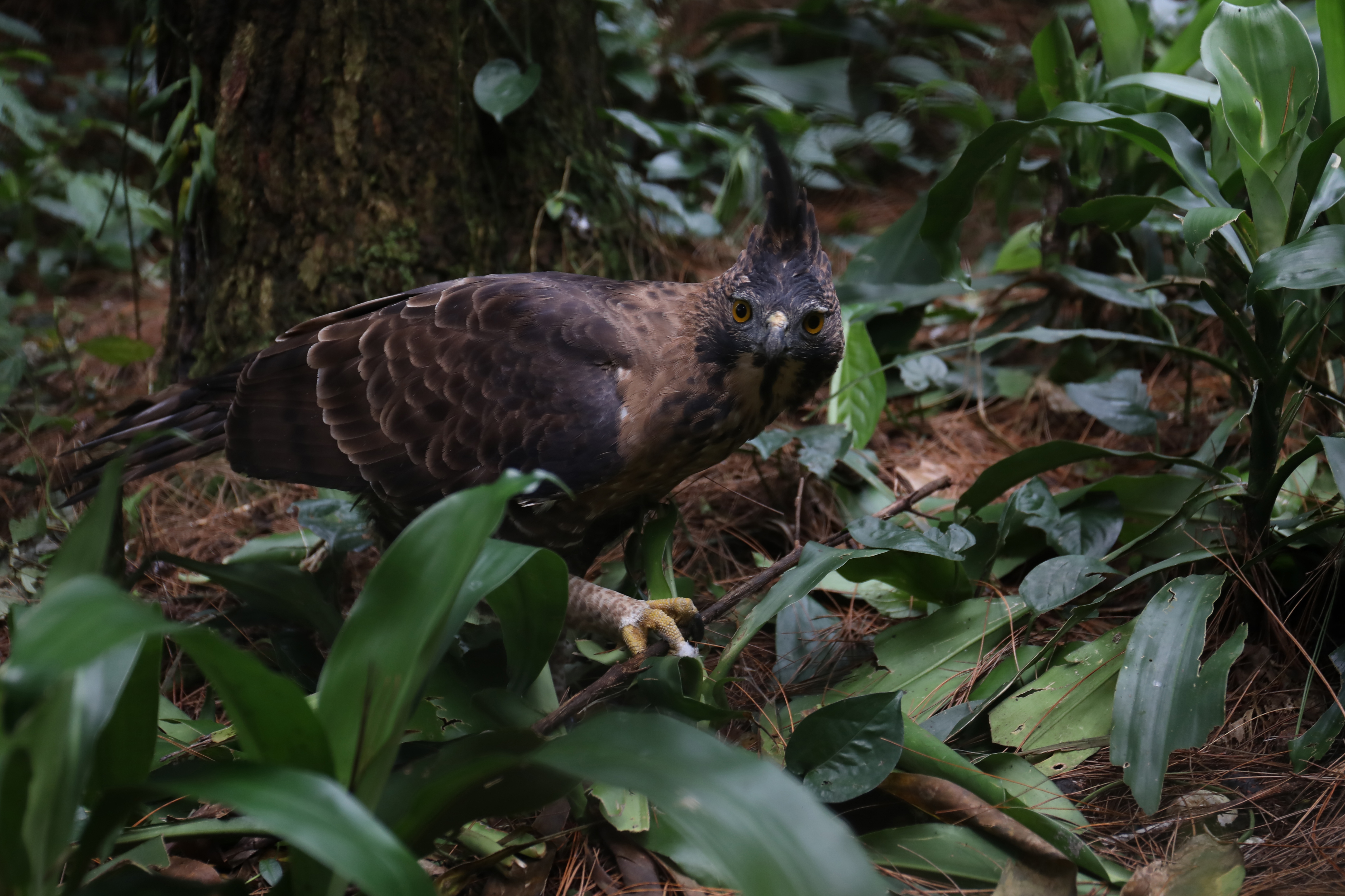 Ilustrasi elang jawa.