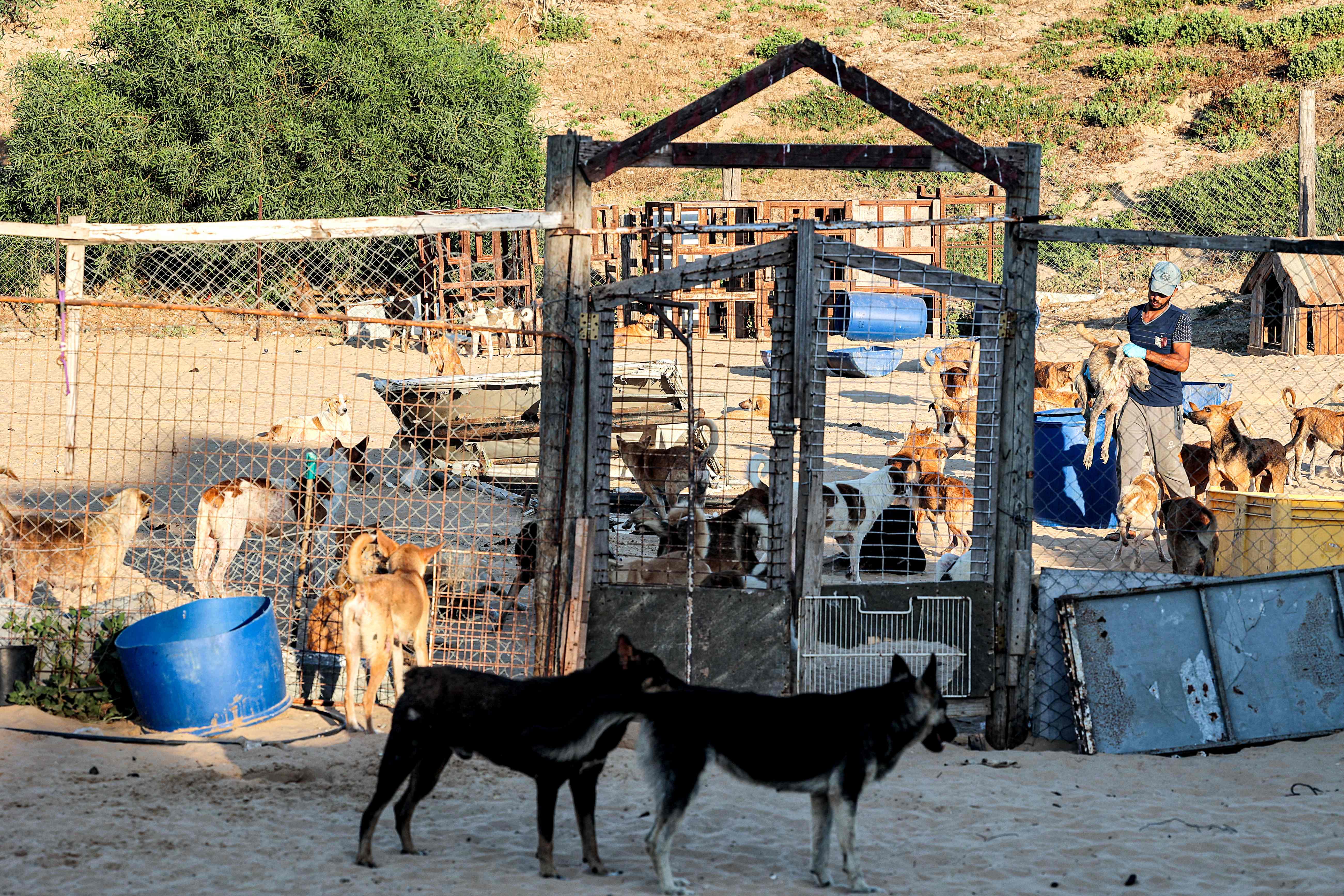 Tempat penampungan anjing Sulala Kota Gaza, menerima beberapa hewan yang terluka akibat konflik 11 hari antara Israel dan Hamas.