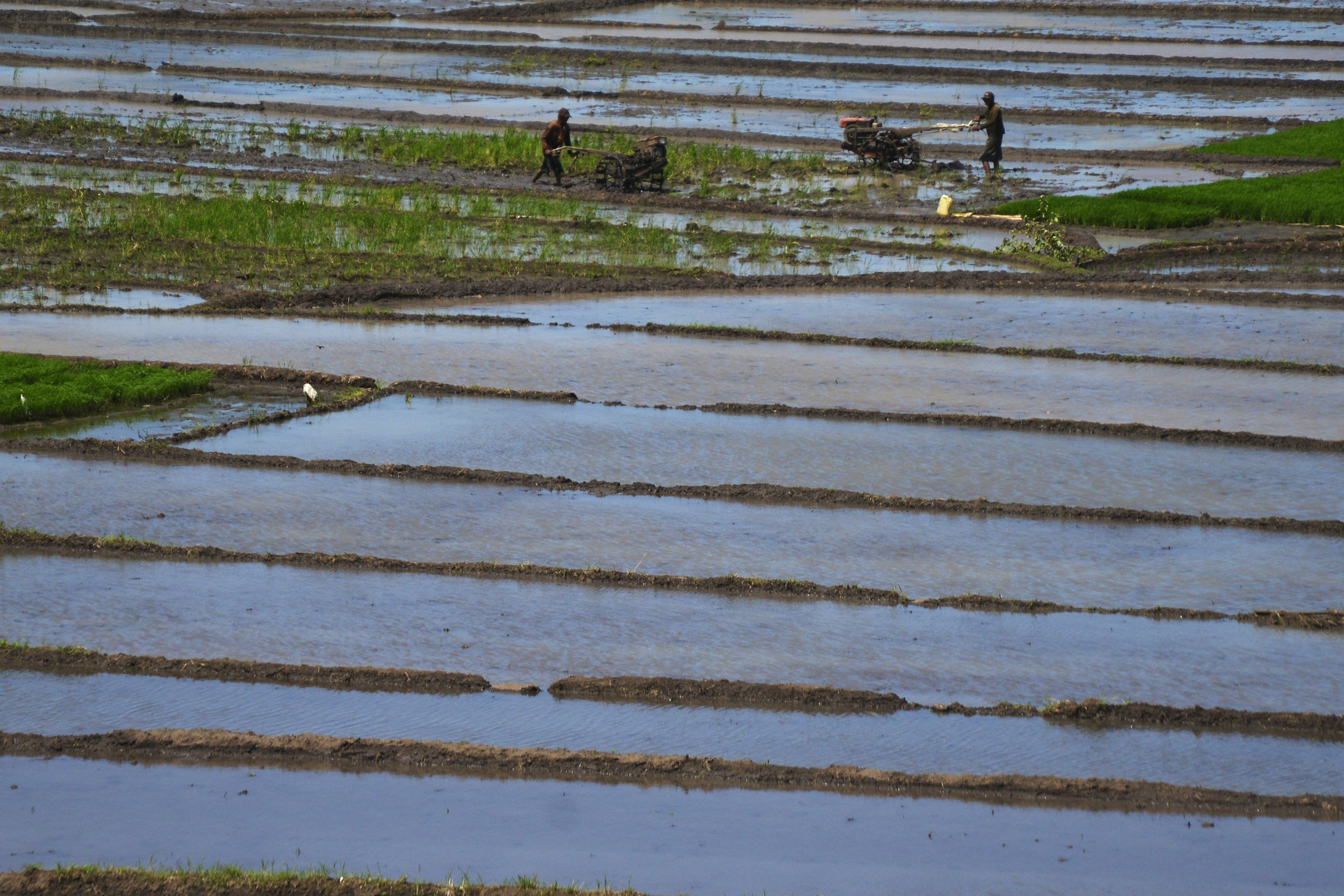 Ilustrasi-- Petani membajak sawah untuk ditanami padi di persawahan Kecamatan Bissappu, Kabupaten Bantaeng, Sulawesi Selatan.