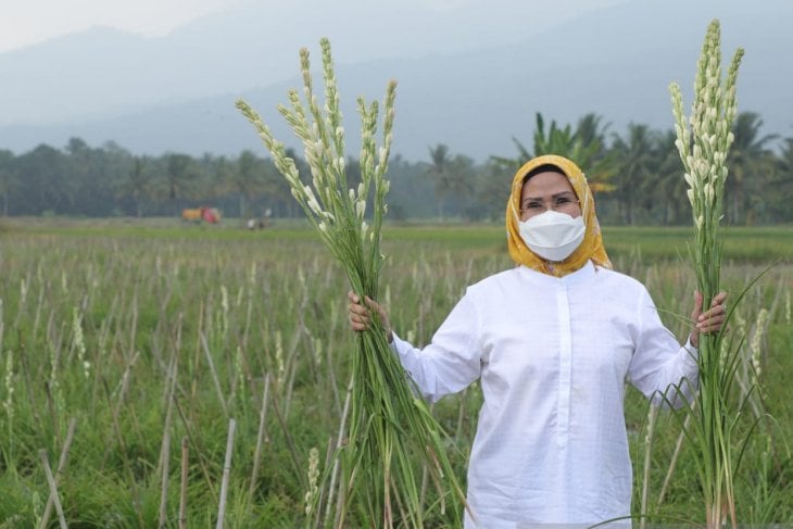Bupati Serang Ratu Tatu Chasanah saat panen bunga sedap malam di Desa Bugel, Kecamatan Padarincang, Rabu (16/6).