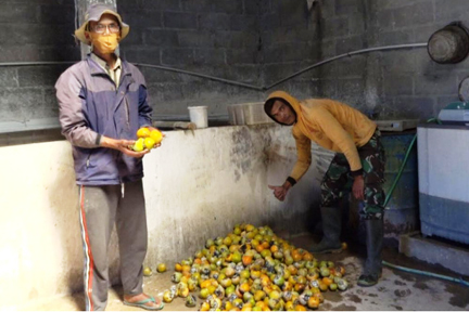 Hasil panen buah kledung di Samiran Selo, dijual dengan harga Rp 10 ribu/kg. 