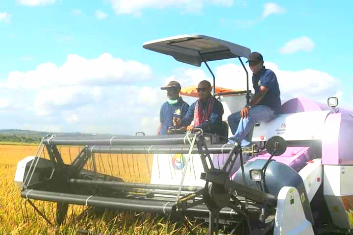 Dukung Kementan, Gubernur NTT Panen Padi di Desa Manusak 