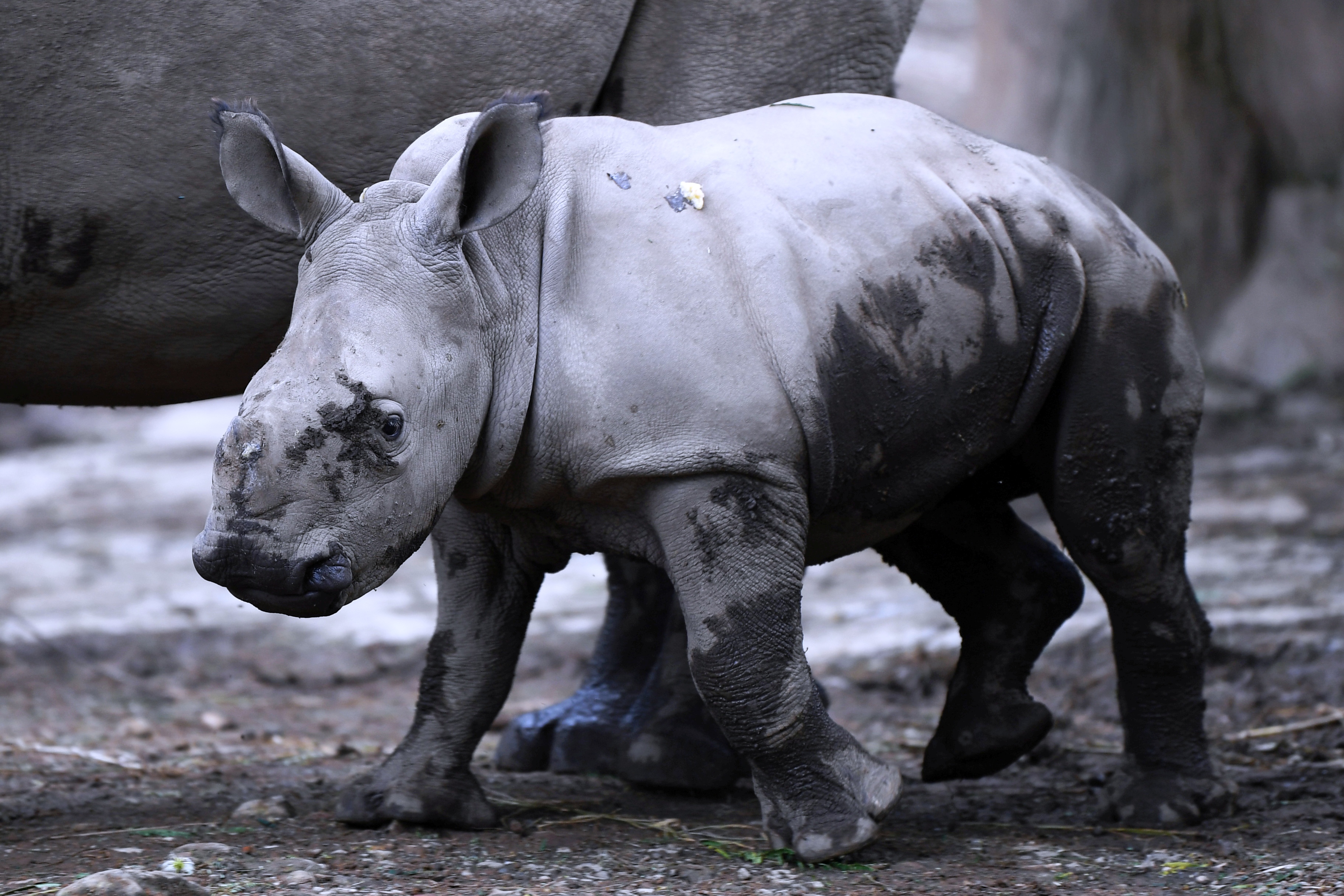 Anak badak jawa di TSI, Cisarua. 