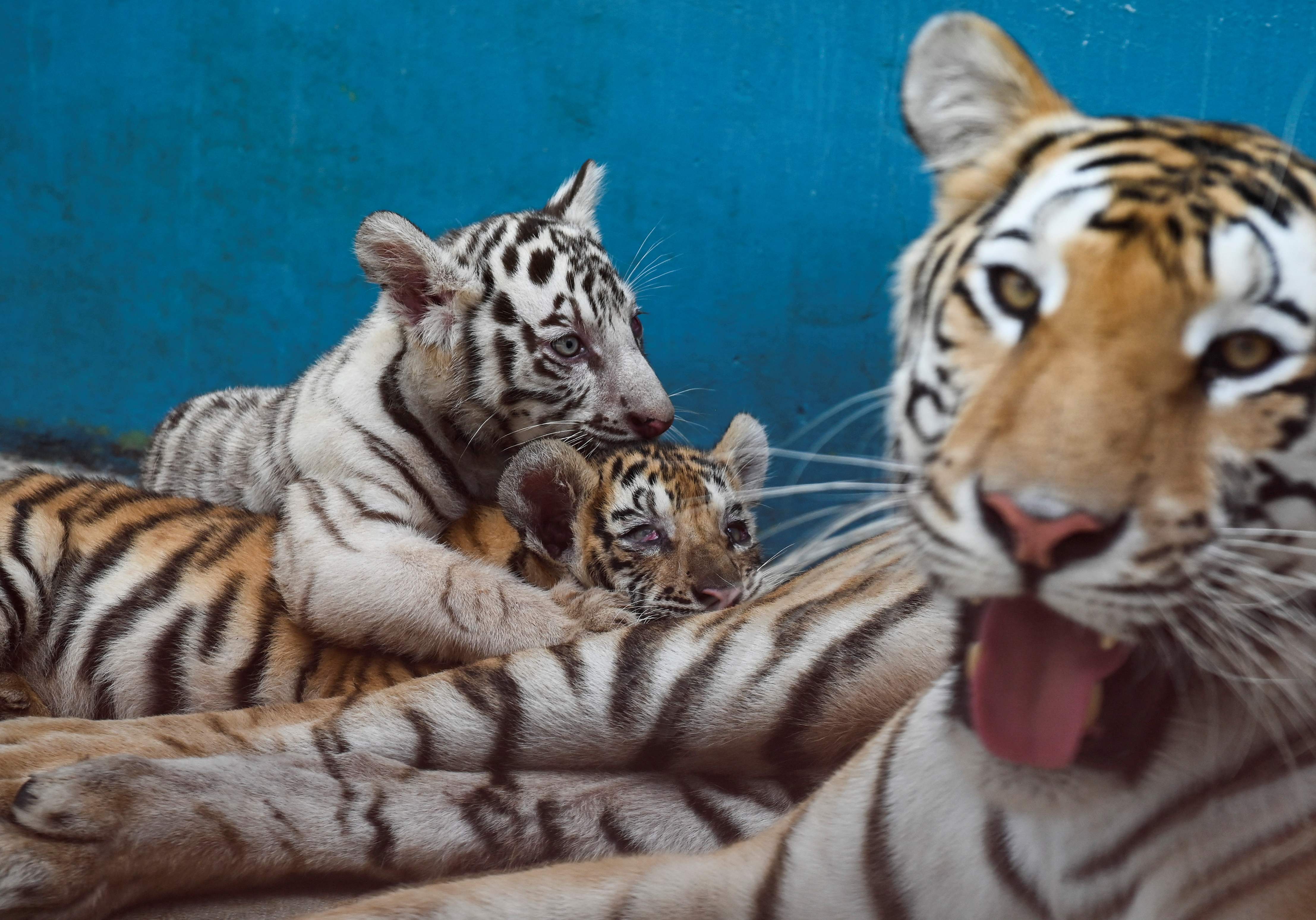 Harimau putih yang diberi nama Yanek bermain dengan ibu dan saudara-saudaranya di Kebun Binatang Nasional Kuba di Havana.