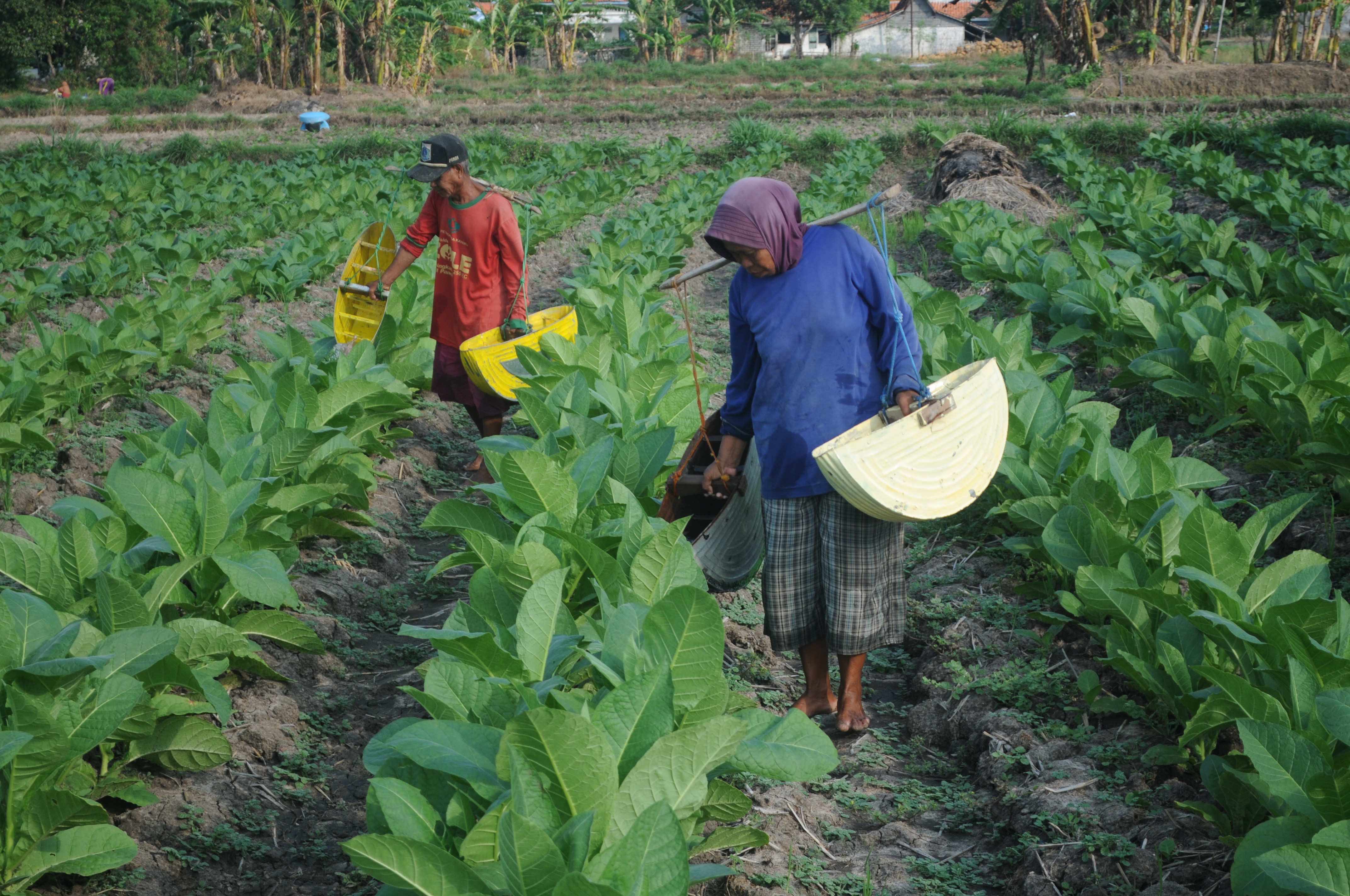 Pemerintah Perlu Susun Lagi Road Map IHT 