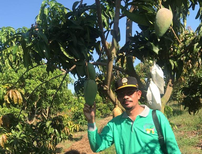 Kondisi topografi Indramayu yang terkenal sebagai ikon penghasil mangga mampu mempercepat hilirisasi kampung buah.