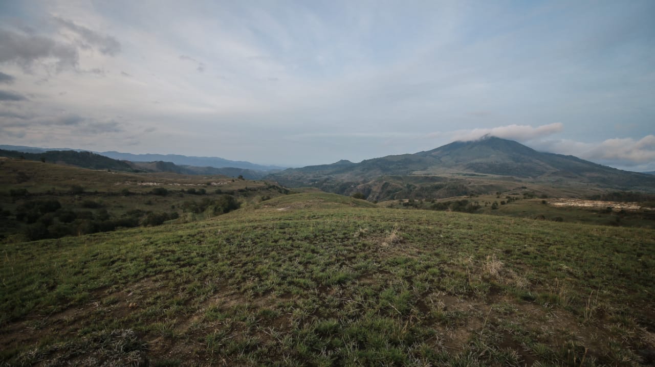 savana di nagekeo untuk ranch ternak
