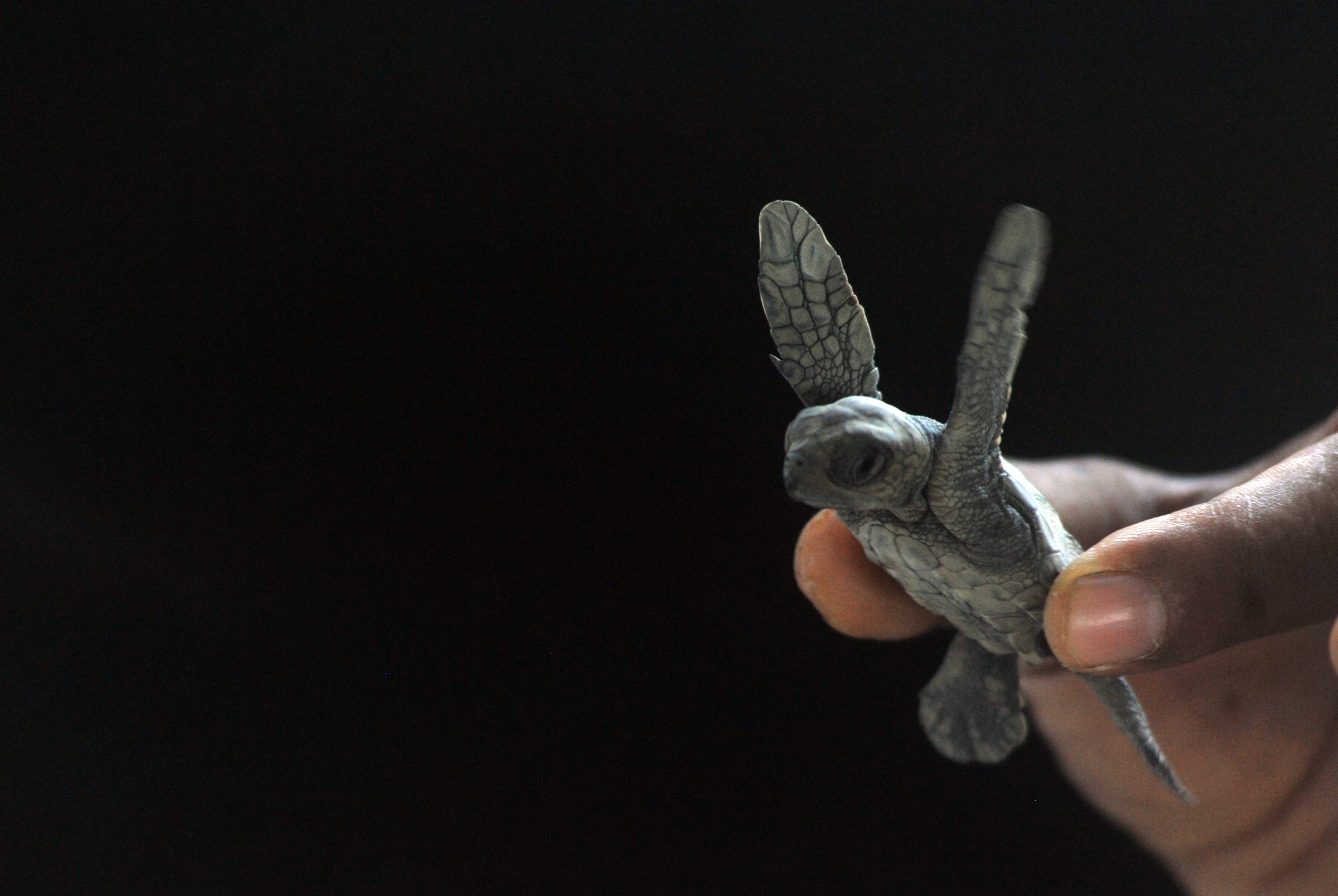 Tukik lekang (Lepidochlys olivacea) termasuk satwa dilindungi.