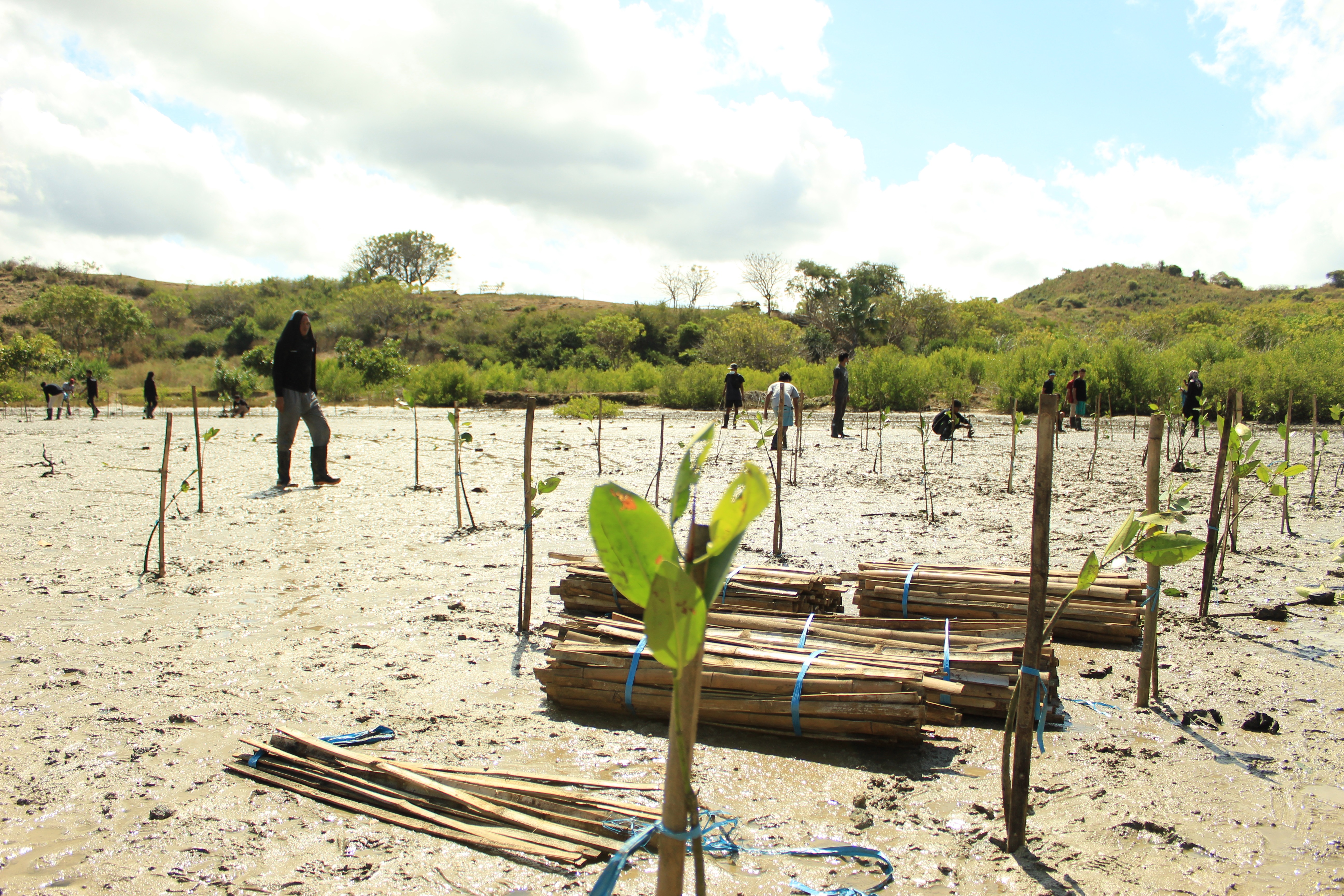 Kegiatan penanaman 10 ribu bibit bakau di Pantai Batu Berang, Desa Mertak, Mandalika, Nusa Tenggara Barat (NTB).
