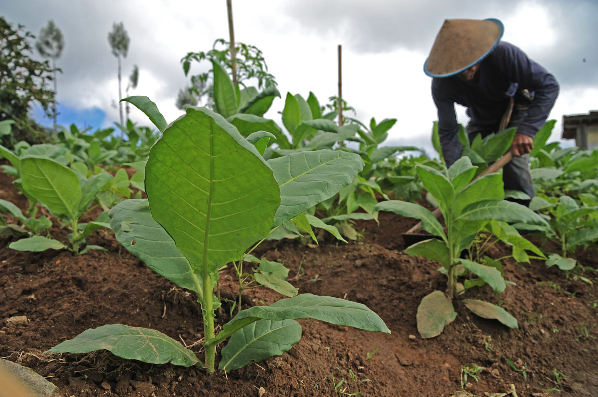 Petani tembakau.