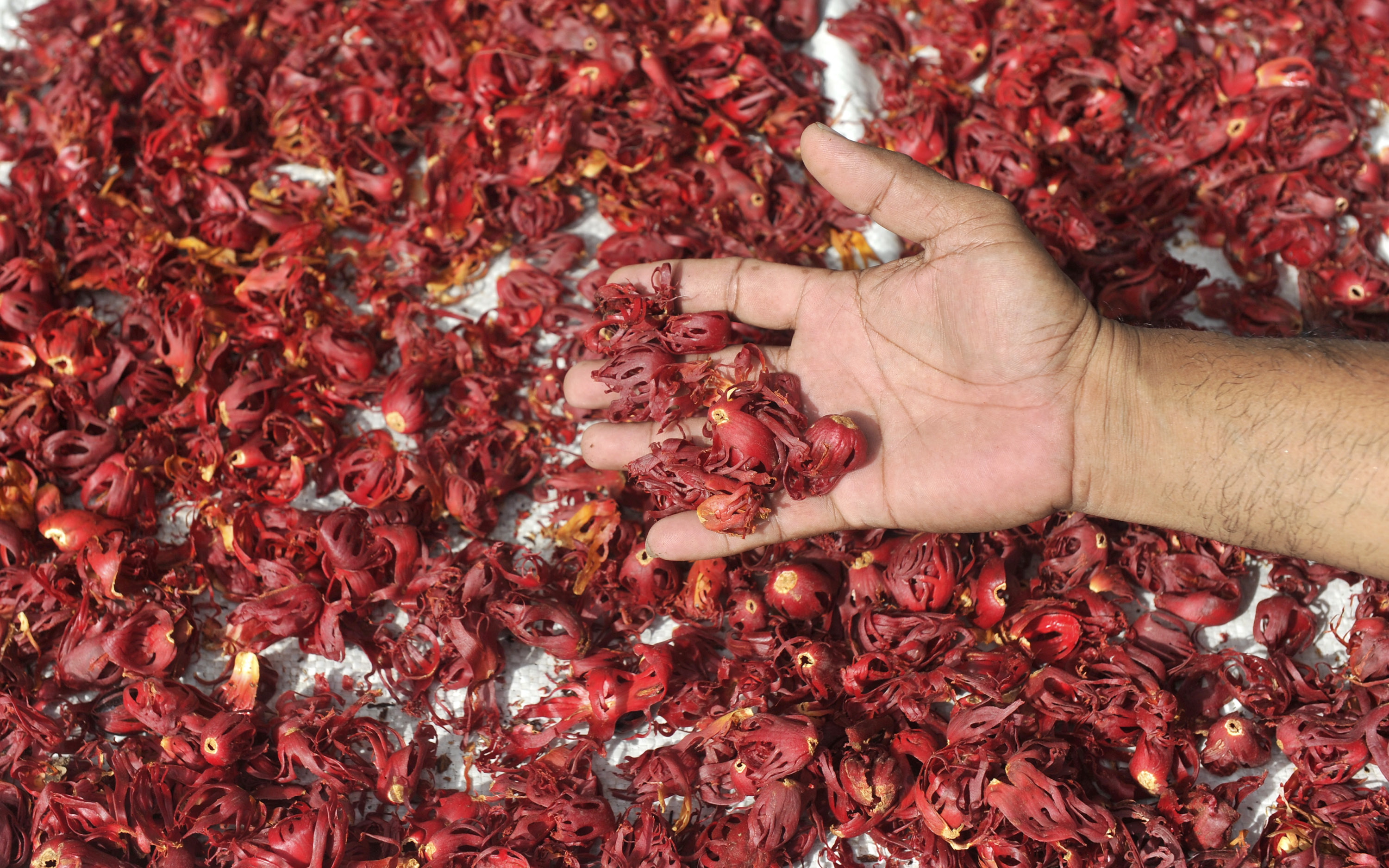 Biji Pala sebagai salah satu bahan baku industri fragran