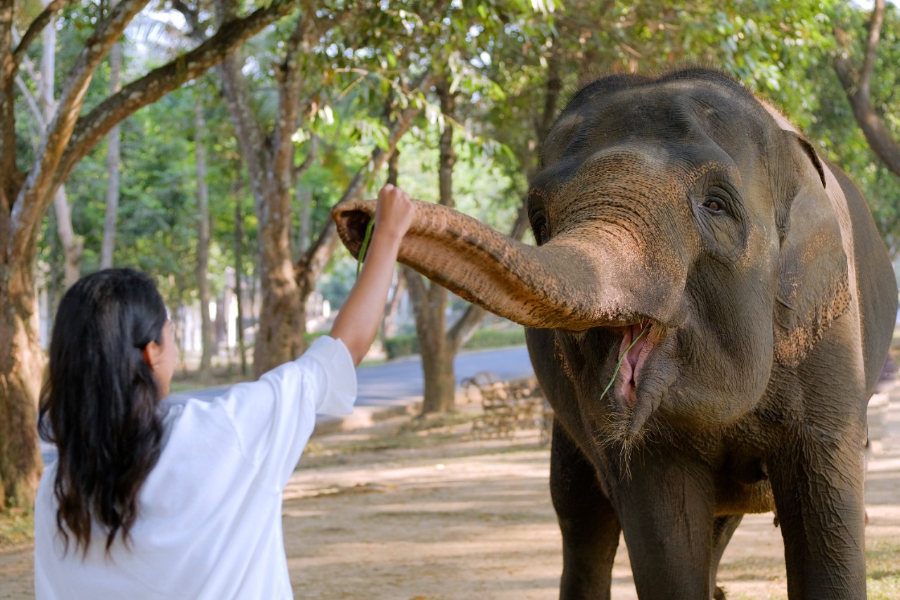 Paket Wisata Memberi Makan Gajah di Taman Candi Borobudur