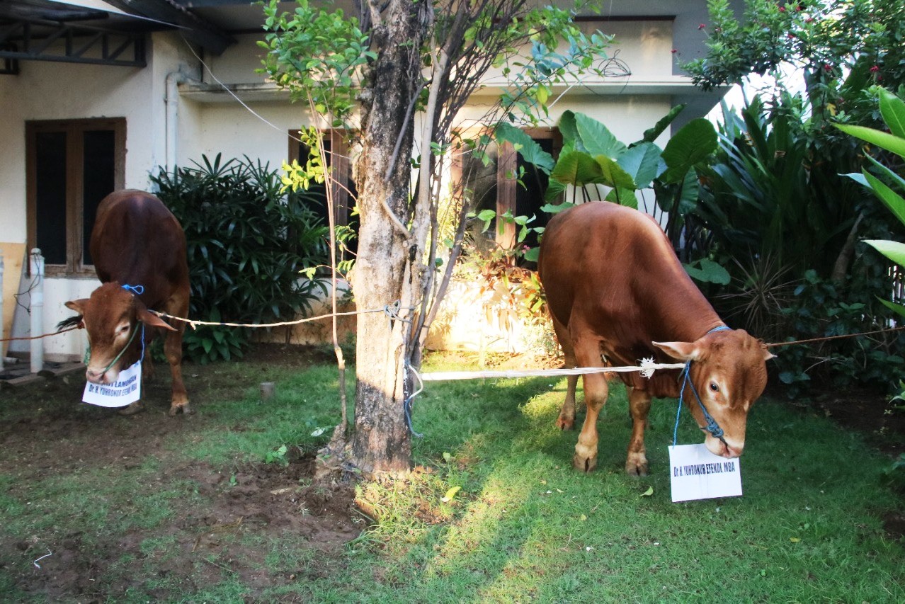 Ilustrasi hewan kurban.