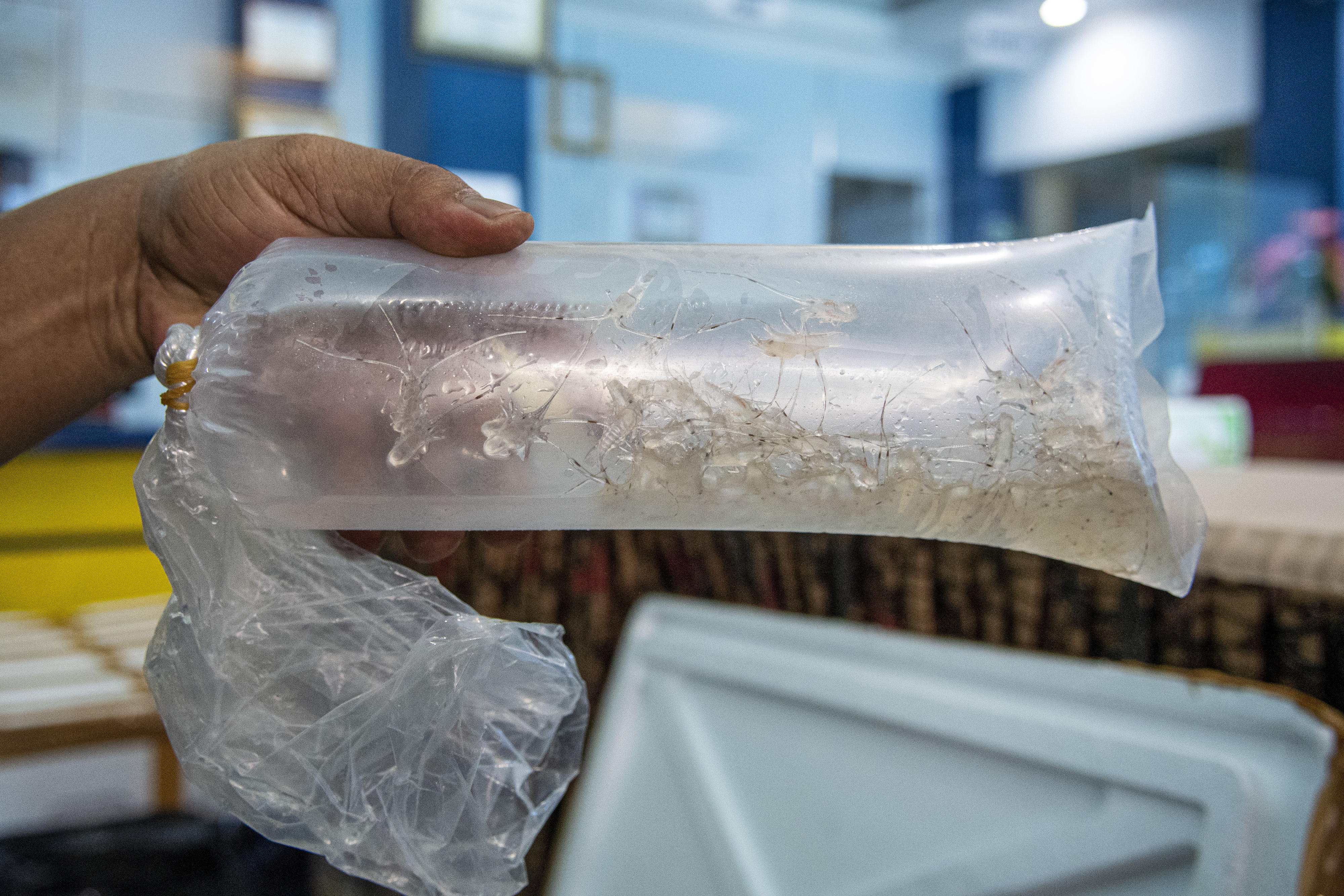 Petugas Bea Cukai menunjukkan barang bukti benih lobster yang akan diselundupkan