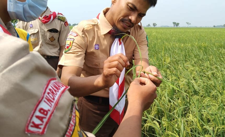 Anggota Pramuka mengikuti pelatihan pertanian yang digelar Kementan di Kabupaten Indramayu, Jawa Barat.