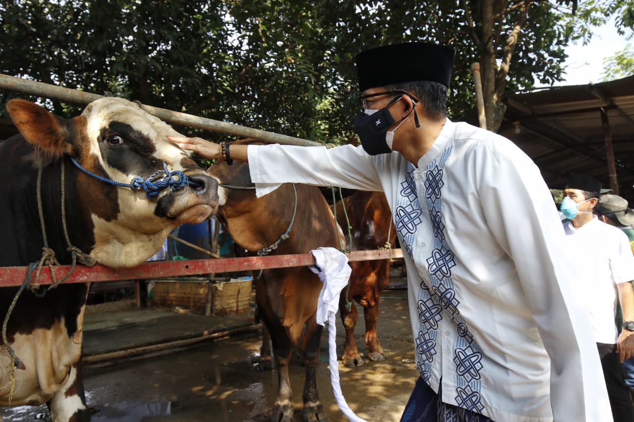 Sandiaga Uno memeriksa salah satu hewan kurbannya yang akan dipotong di RPH Kota Depok, Jawa barat, Selasa (20/7)