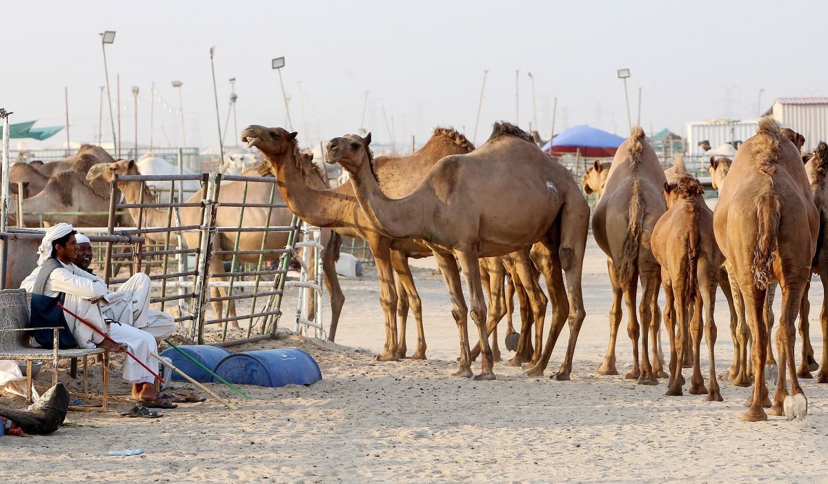 Para penggembala Kuwait di pasar unta daerah gurun Erhaiya, 45 km selatan Kota Kuwait, Sabtu (17/7), menjelang Iduladha.