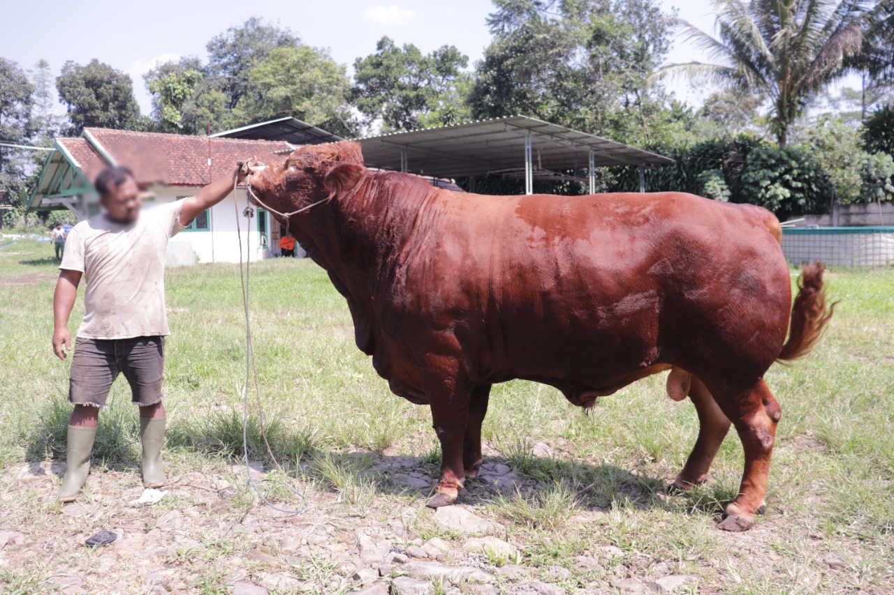 Hindari Kerumunan Pembeli Hewan Kurban, Baqara Farm Sediakan Kanal Daring