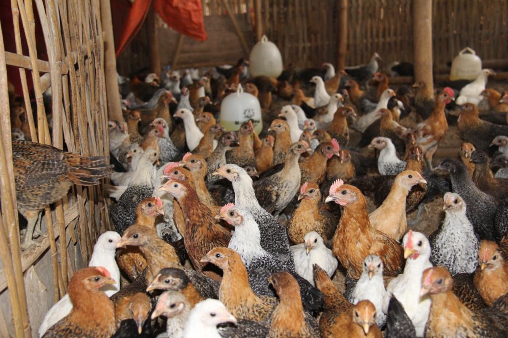 Ditjen PKH, Kementan, berkomitmen serius menjaga stabilitas dan keseimbangan supply dan demand ayam ras.