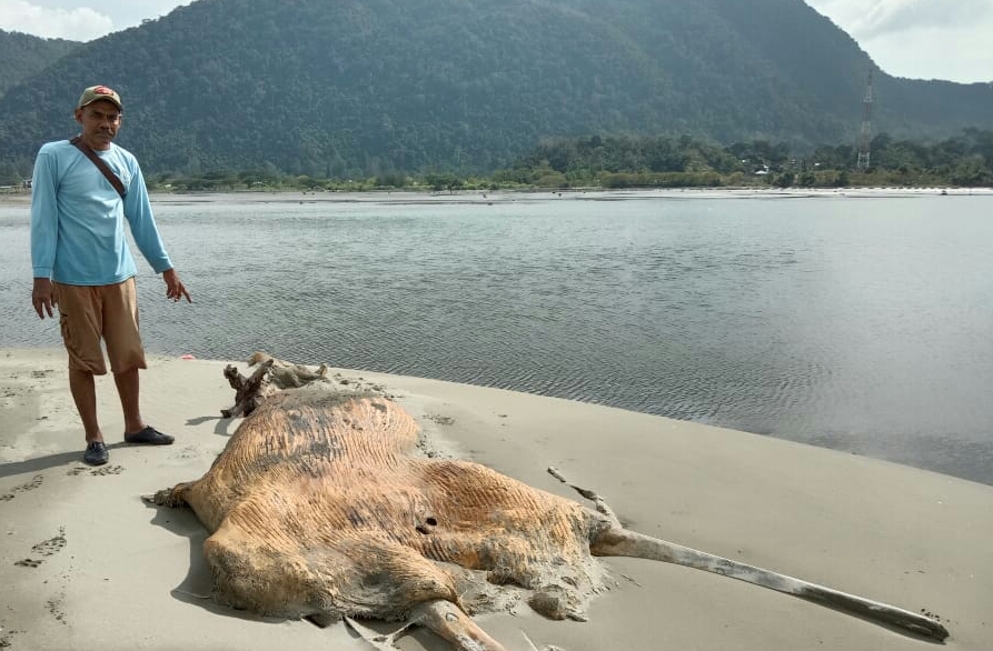 Sampah dan Kebisingan Ancam Kelestarian Mamalia Laut