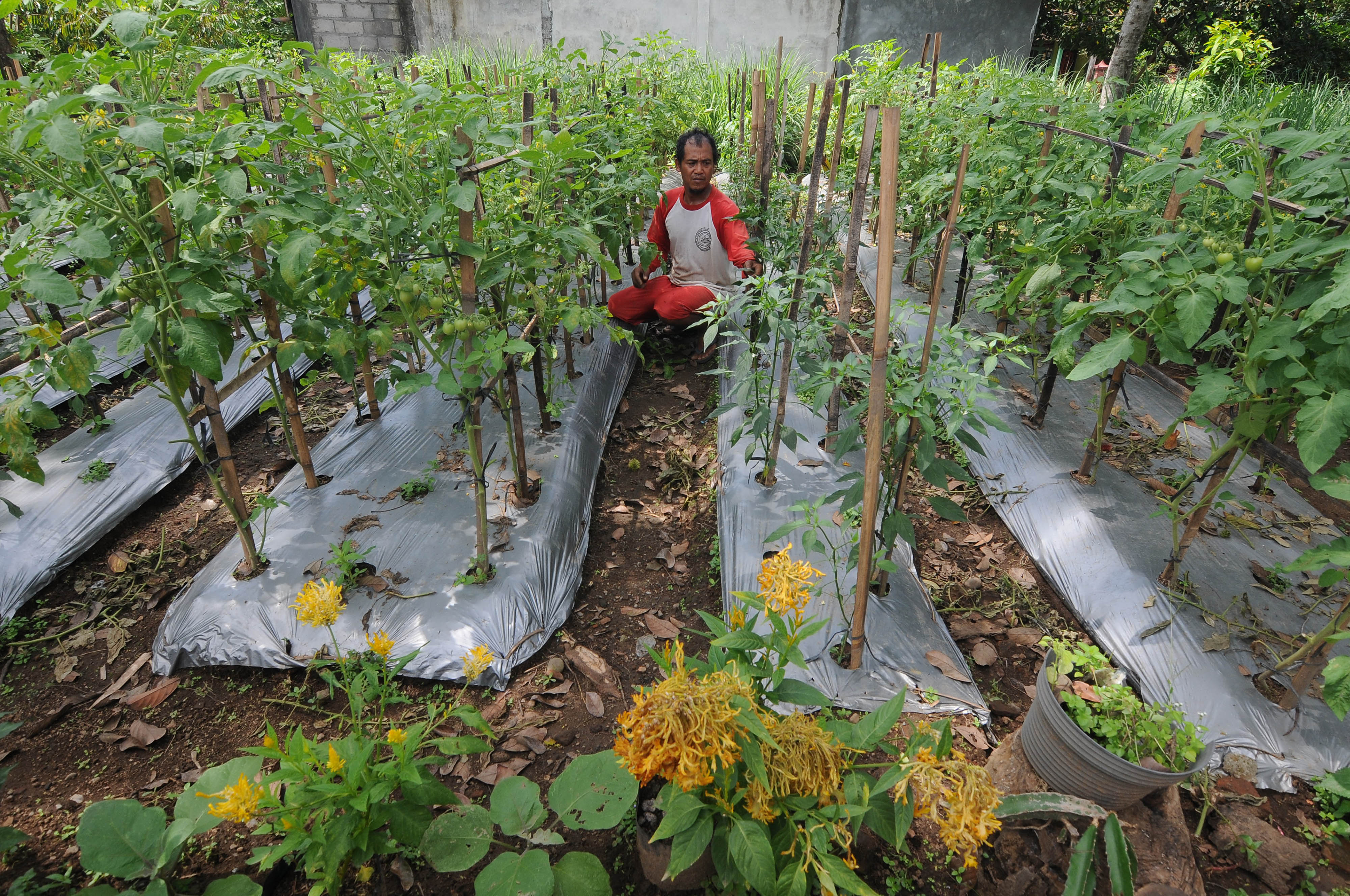 KAMPUNG GERMAS BOYOLALI: Seorang warga merawat tanaman sayur organik di Kampung Germas, Sapiyan, Boyolali, Jawa Tengah.