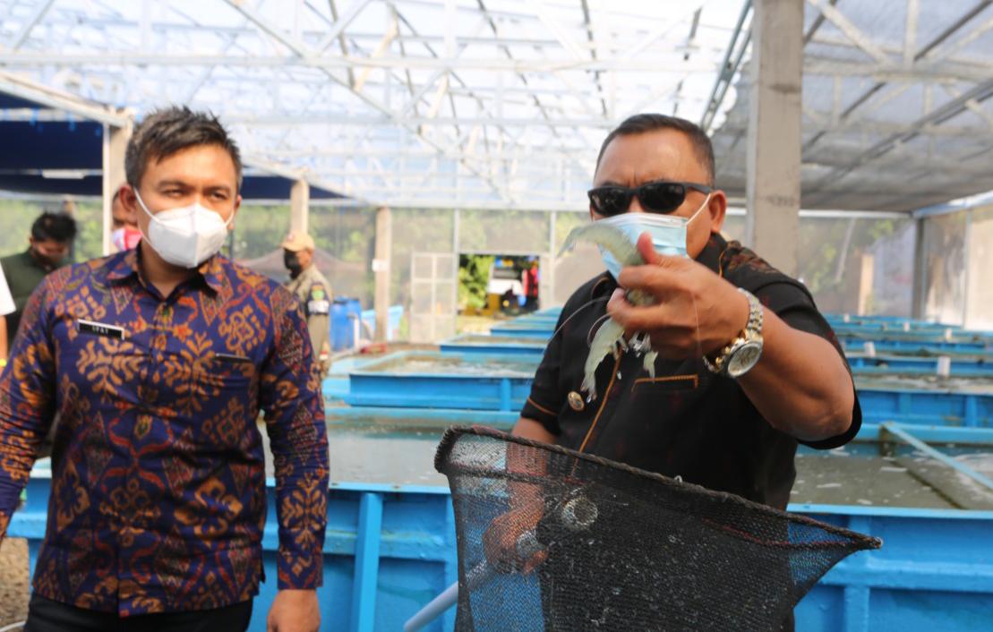 Bupati Jembrana I Nengah Tamba survey Laboratorium Tambak Udang Vaname Ultra Intensive Aquagriculture Technology, Buleleng, Selasa (27/7)