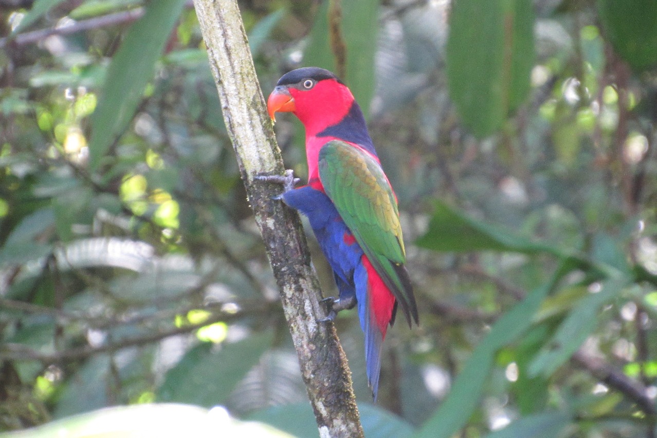 Satwa nuri kepala hitam