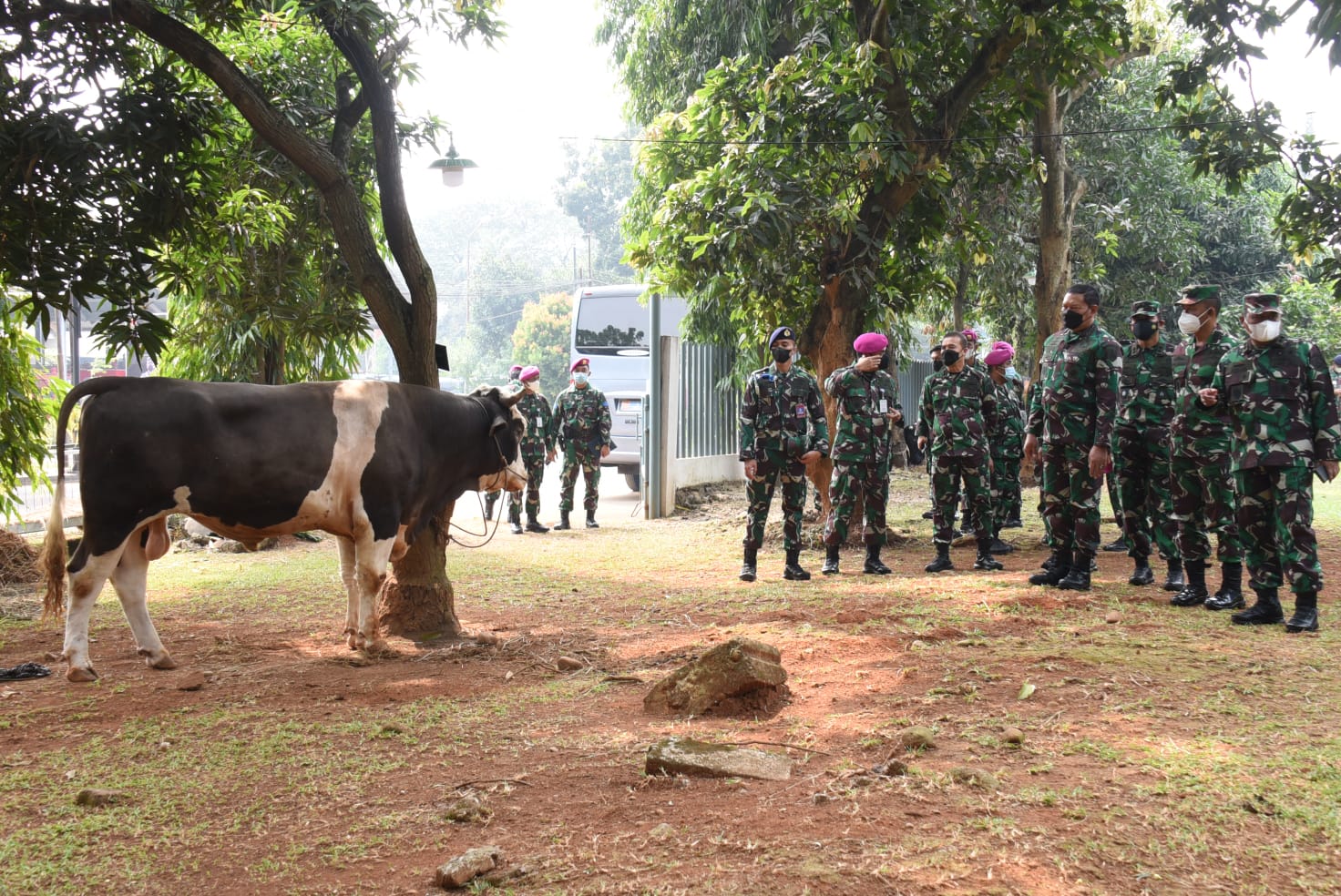 Sapi kurban dari Kasal