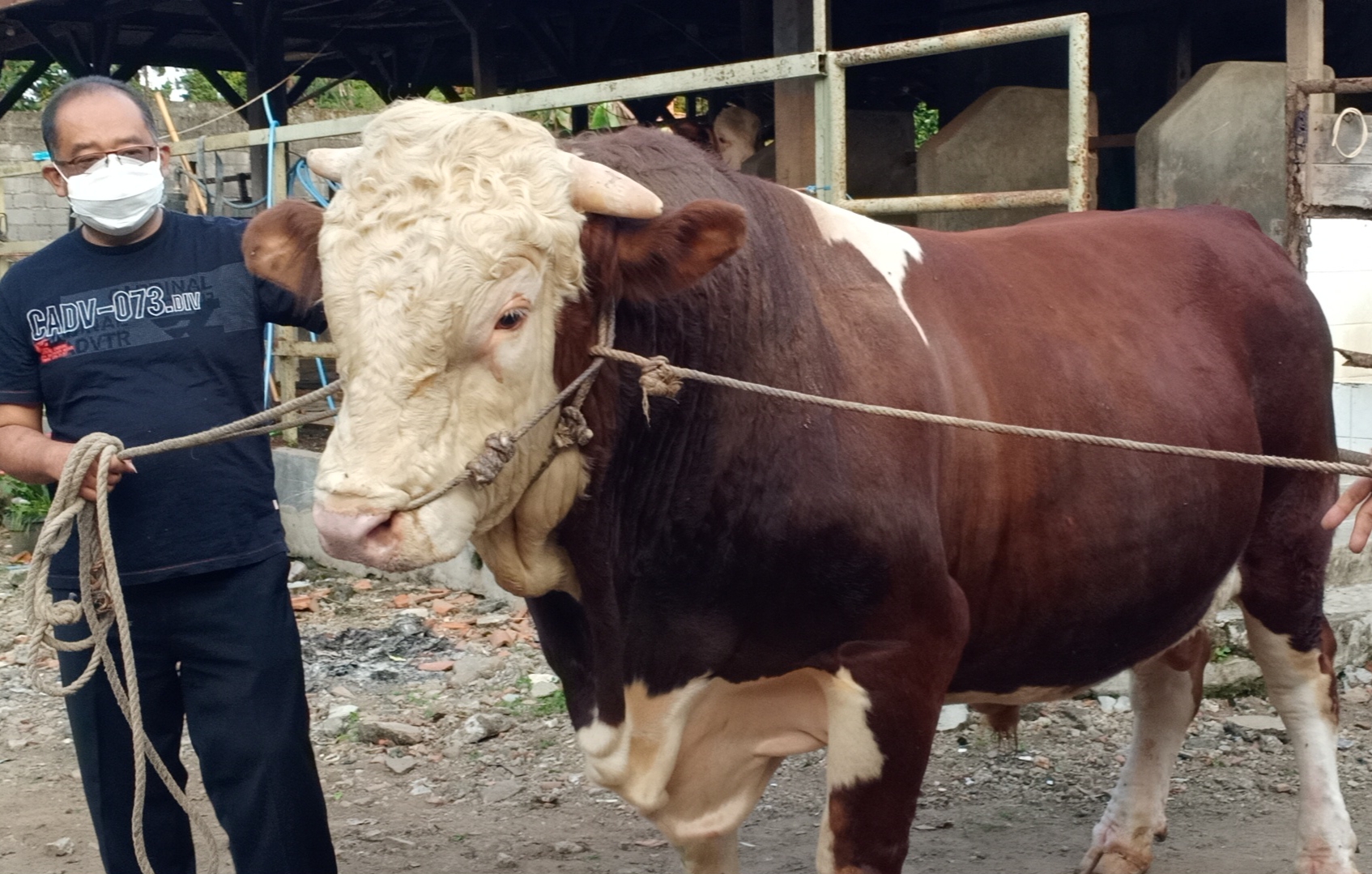 Sapi asal Lembang, Jawa Barat, dengan bobot 1 ton akan menjadi hewan kurban Presiden Joko Widodo.    