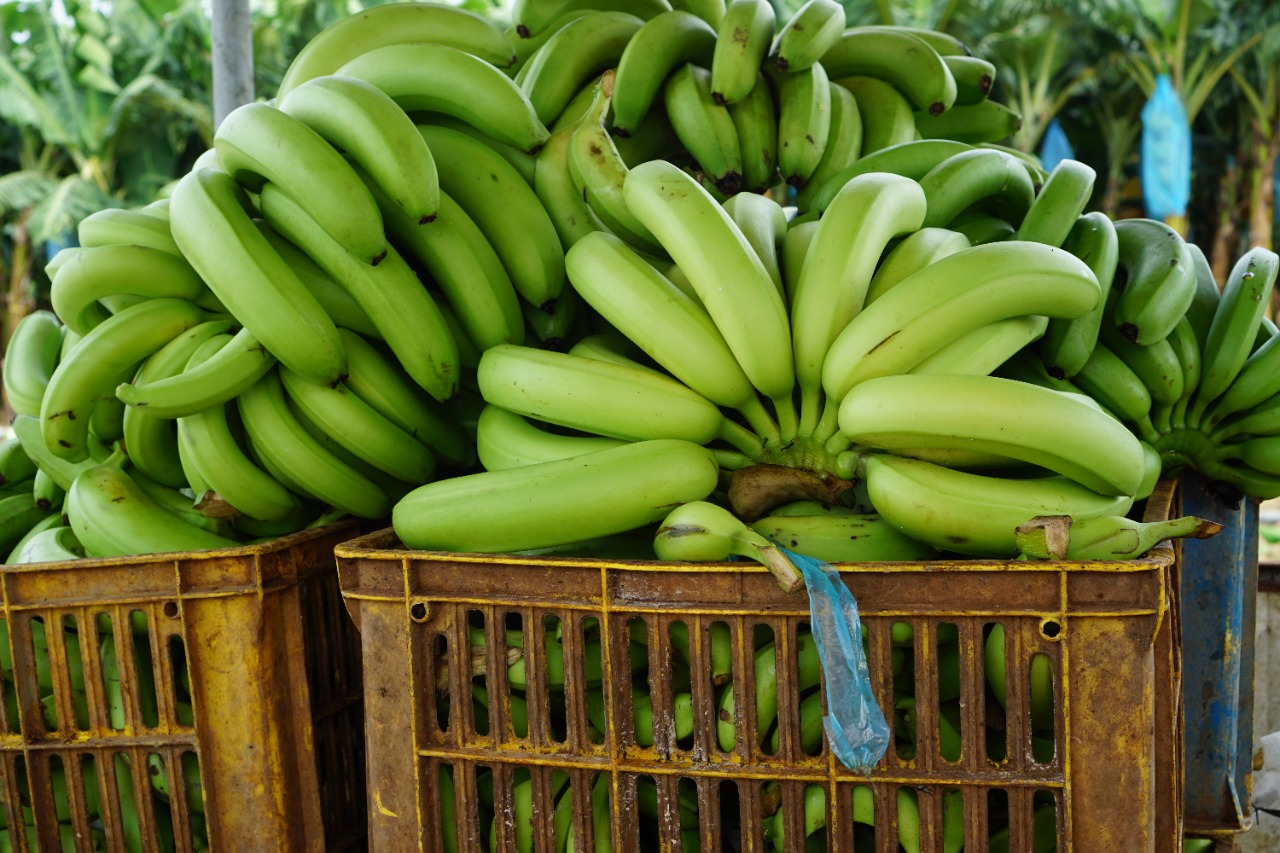 Produk pisang yang baik untuk ekspor, tidak lepas dari peran penerapan Global Good Agriculture Practice (GAP) for Banana Production.