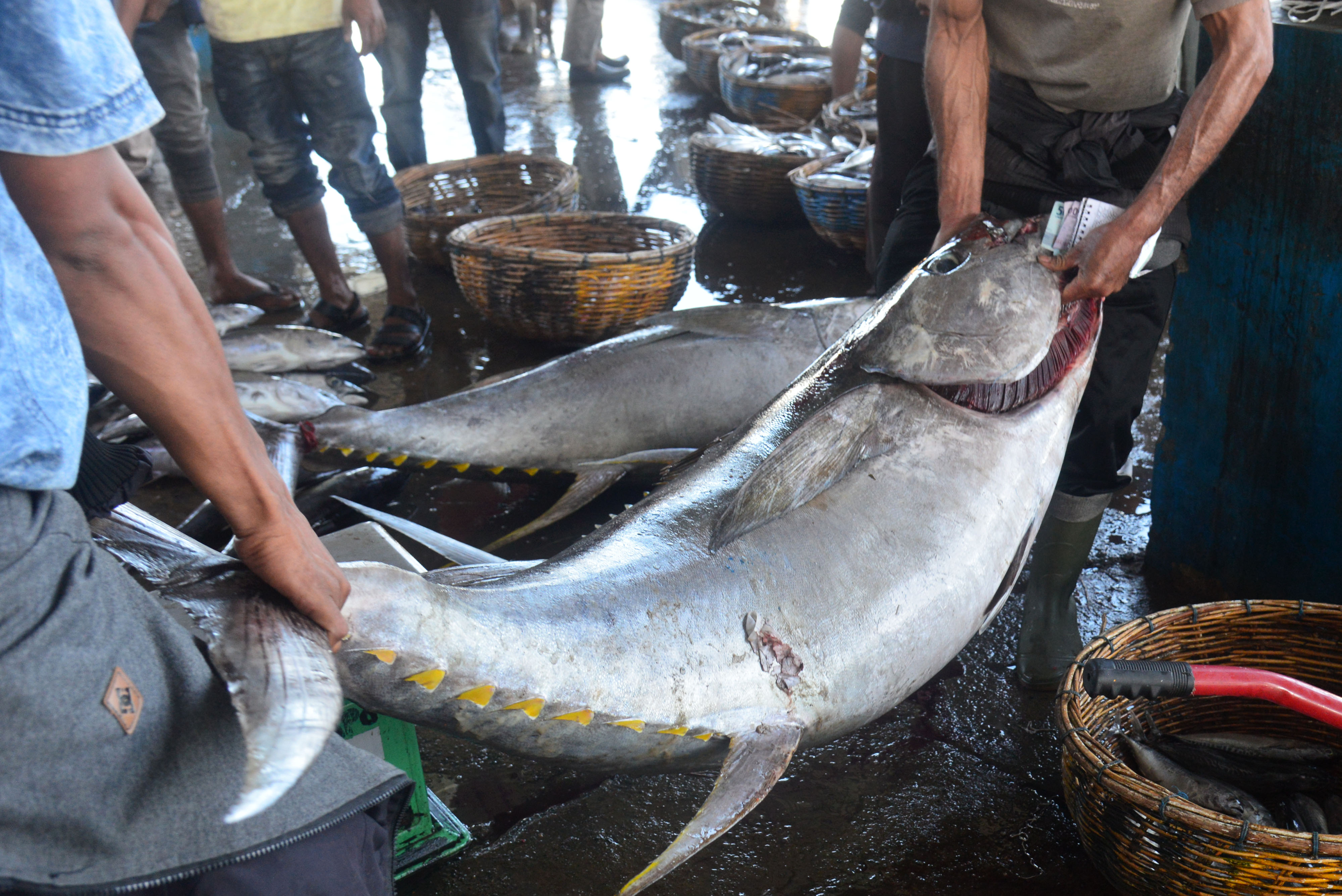 Ilustrasi nelayan mengukur berat ikan tuna sirip kuning di terminal pelabuhan.