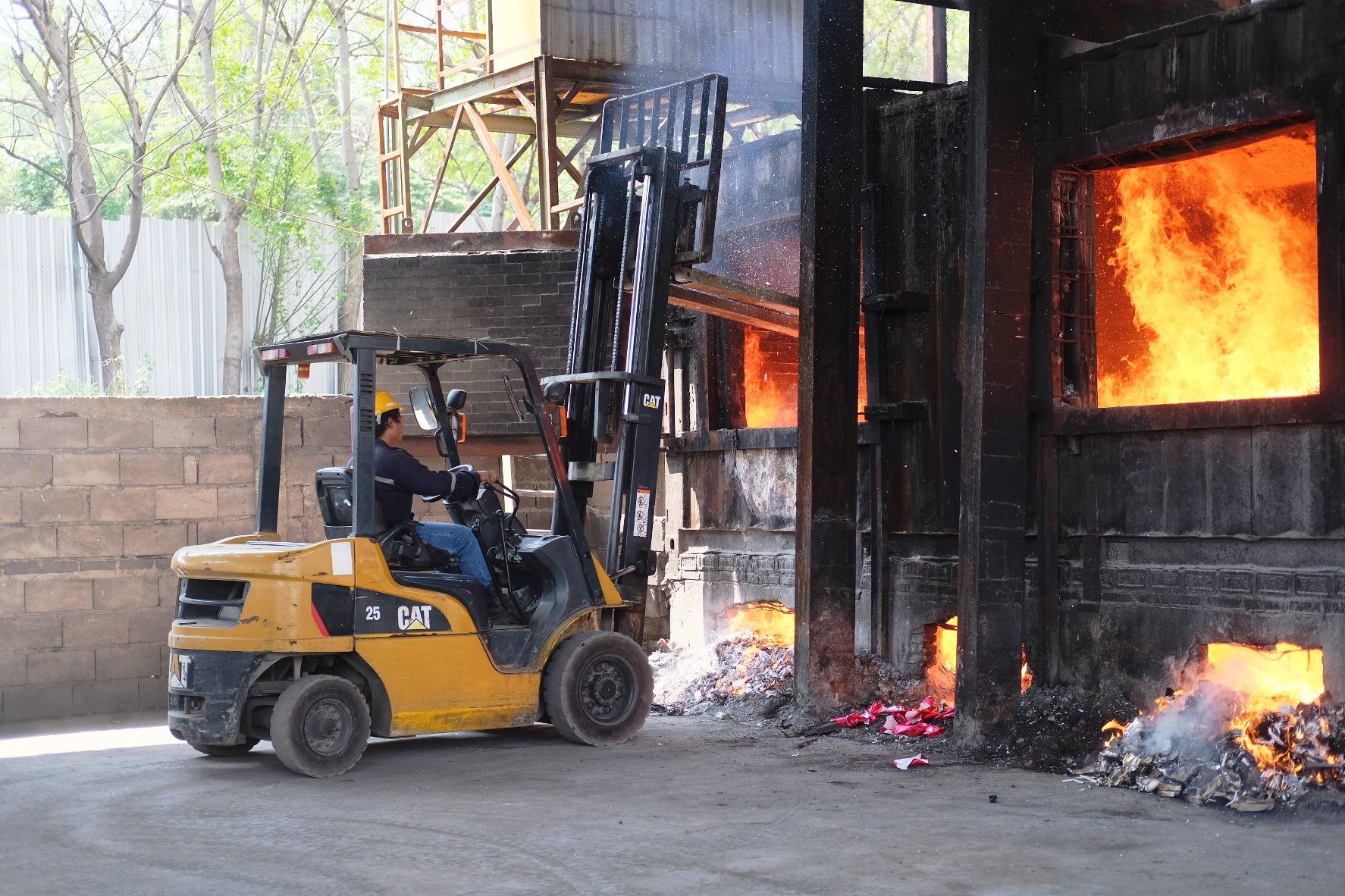 Sebelas juta batang okol ilegal dimusnahkan.