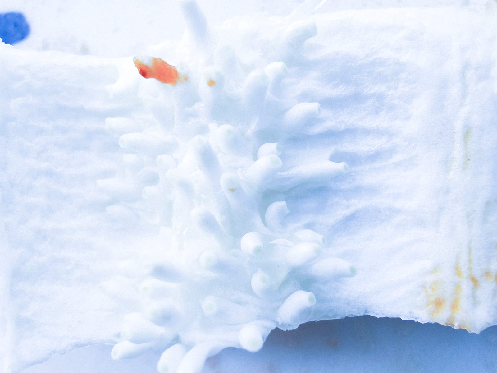 Ilustrasi. Hasil jepretan foto  Oppo Find X3 Pro.